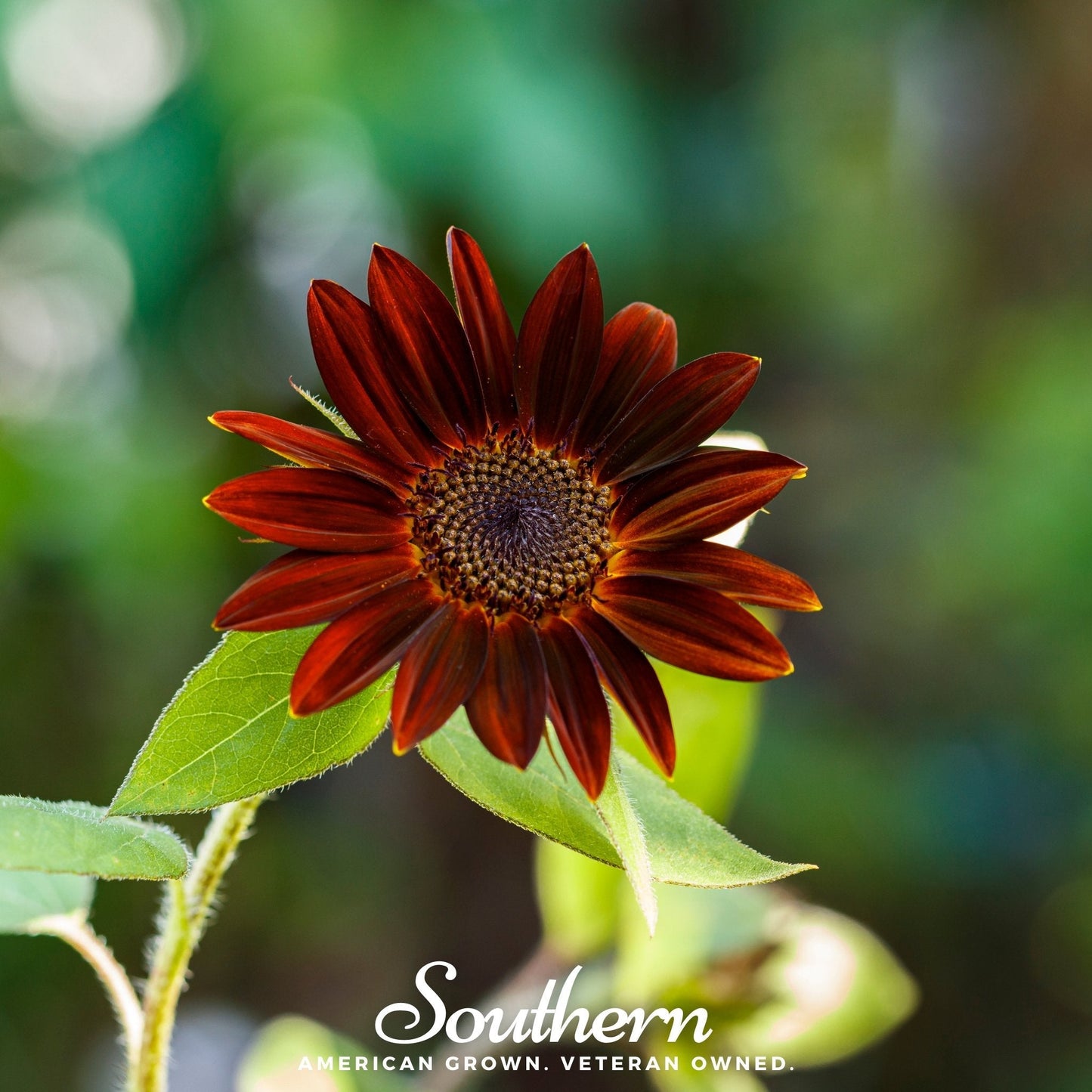 Velvet Queen Sunflower ā 25 Seeds