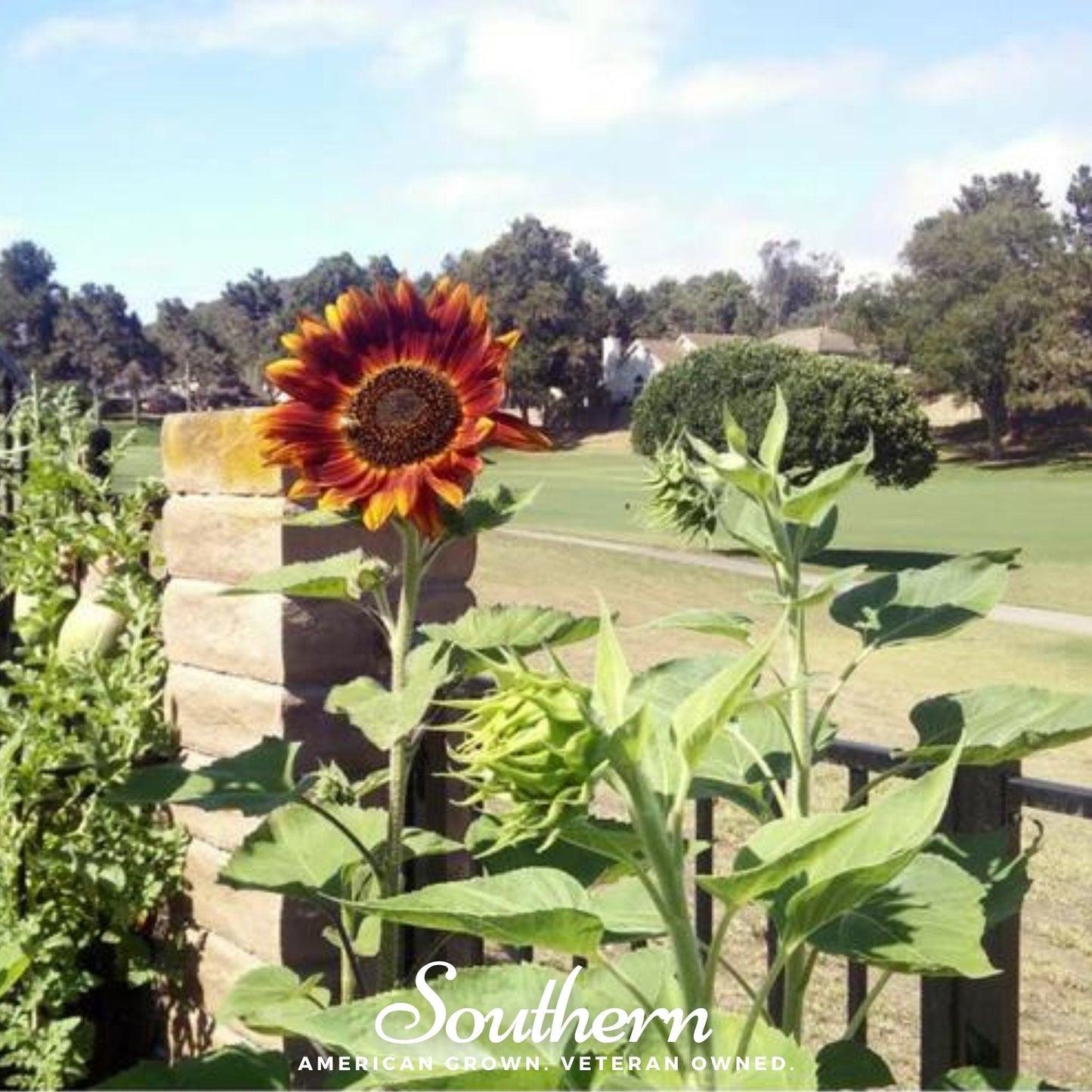 Velvet Queen Sunflower ā 25 Seeds