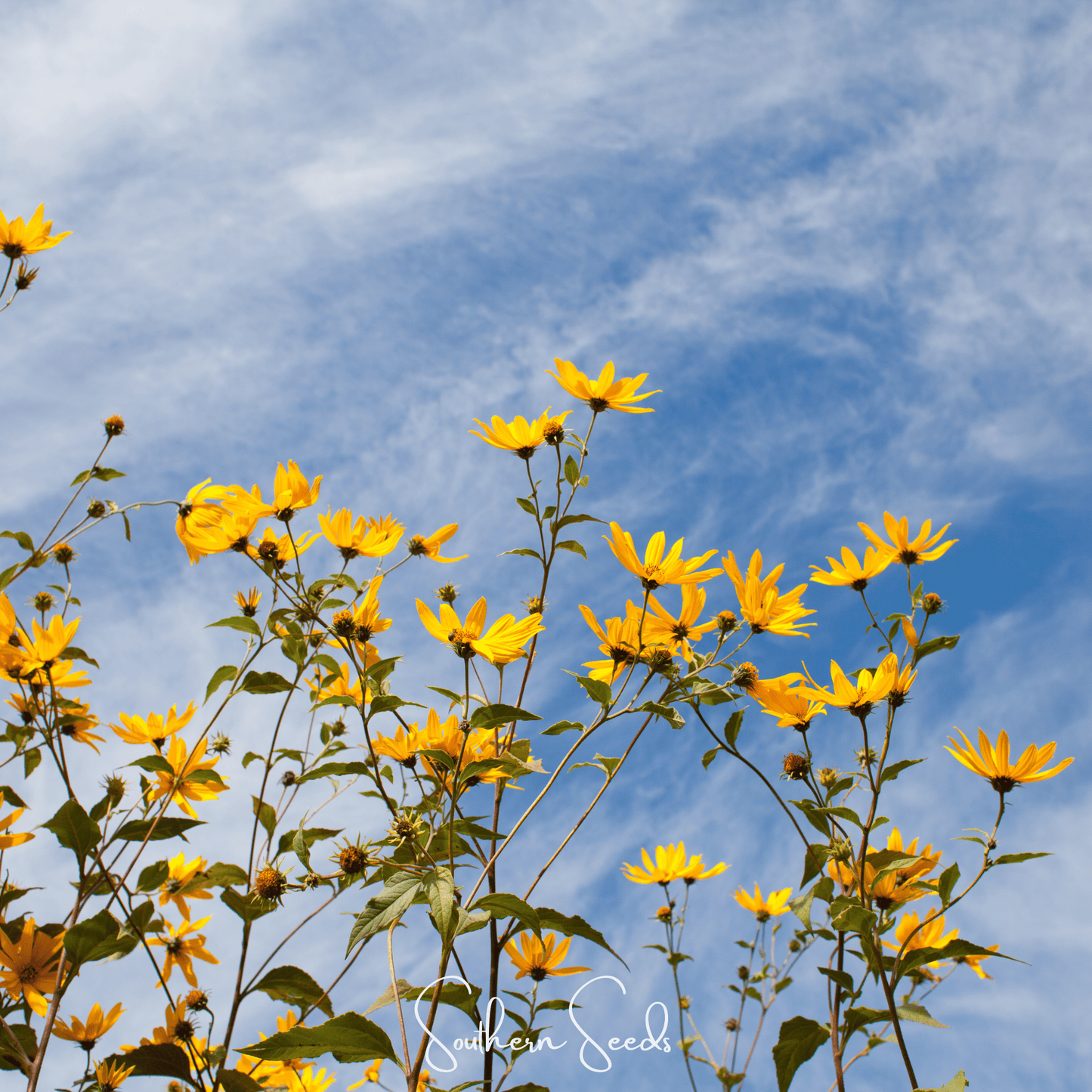 Wild Annual Sunflower ā 50 Seeds
