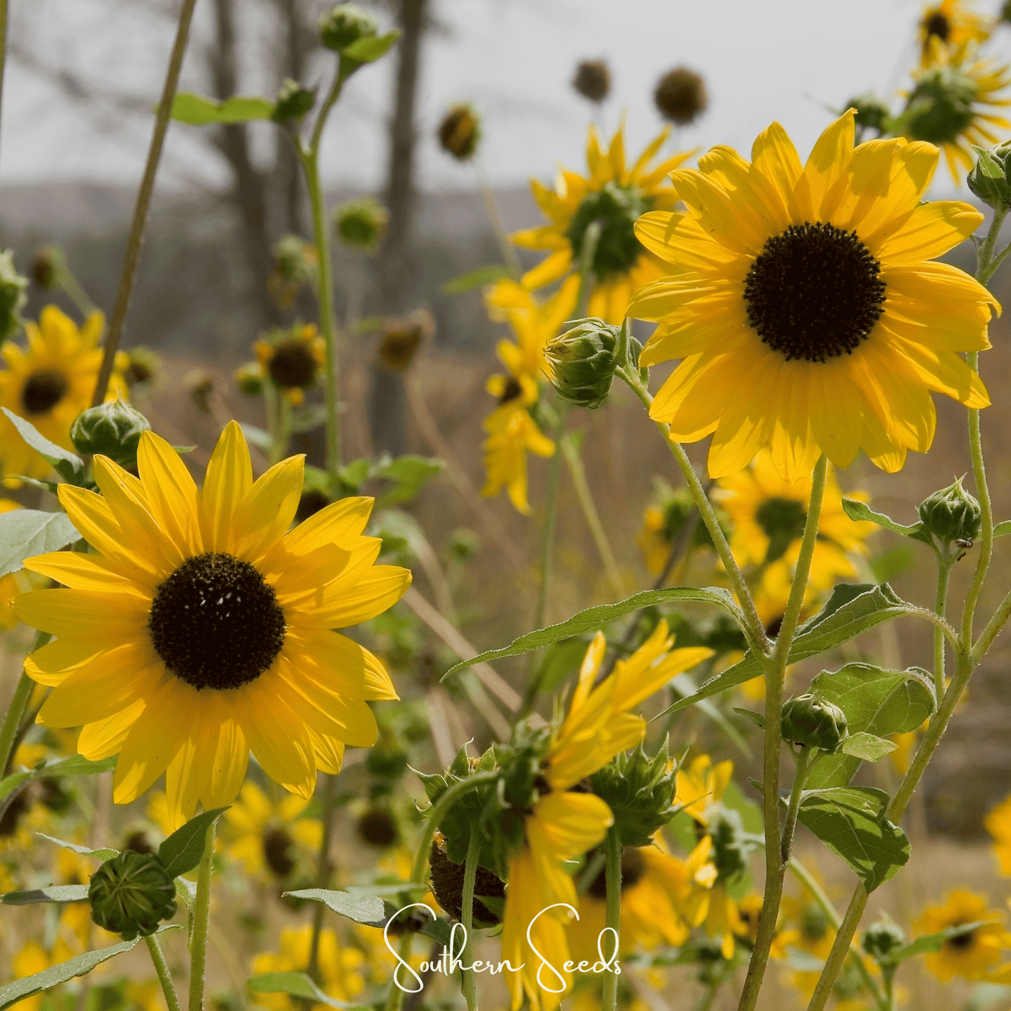 Wild Annual Sunflower ā 50 Seeds