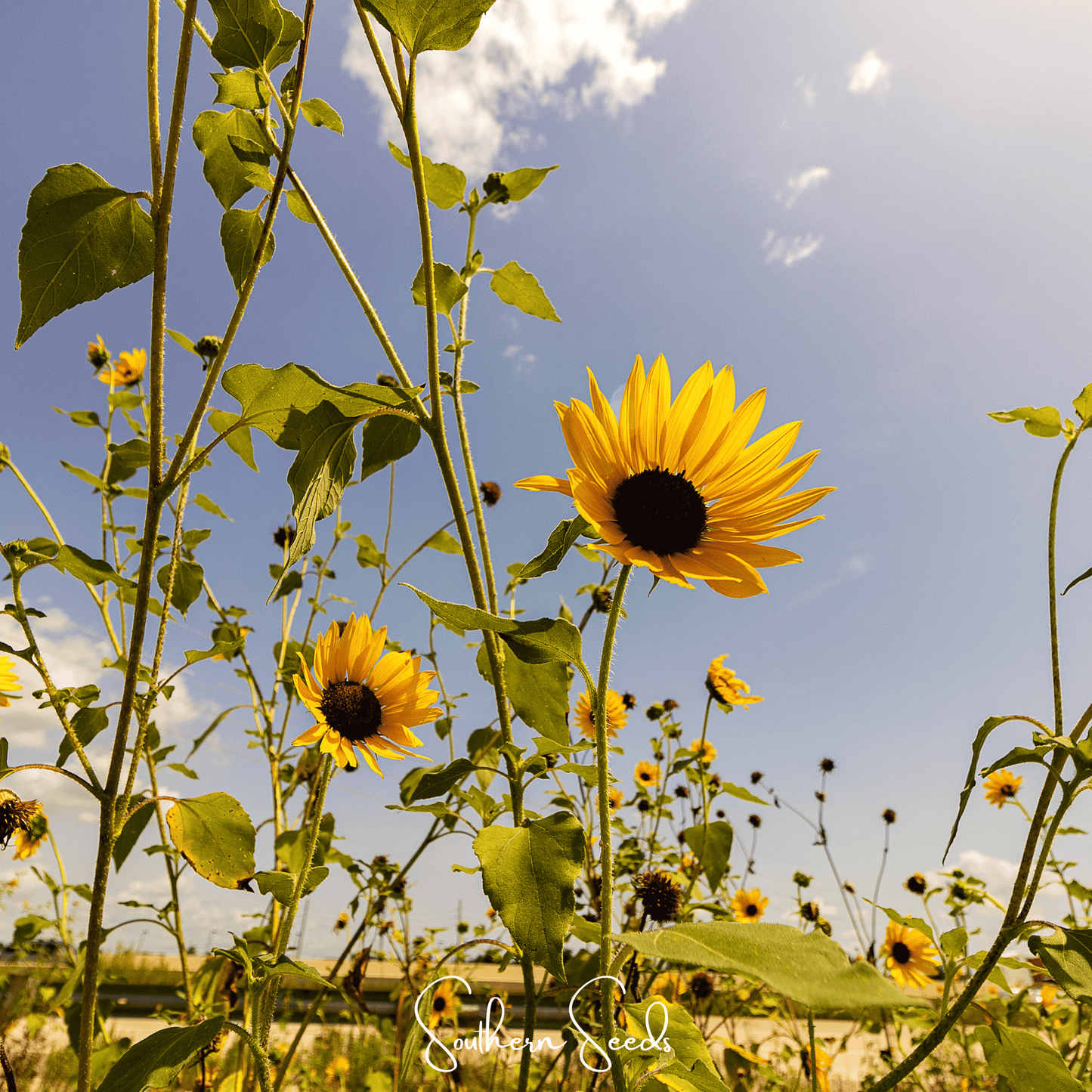 Wild Annual Sunflower ā 50 Seeds