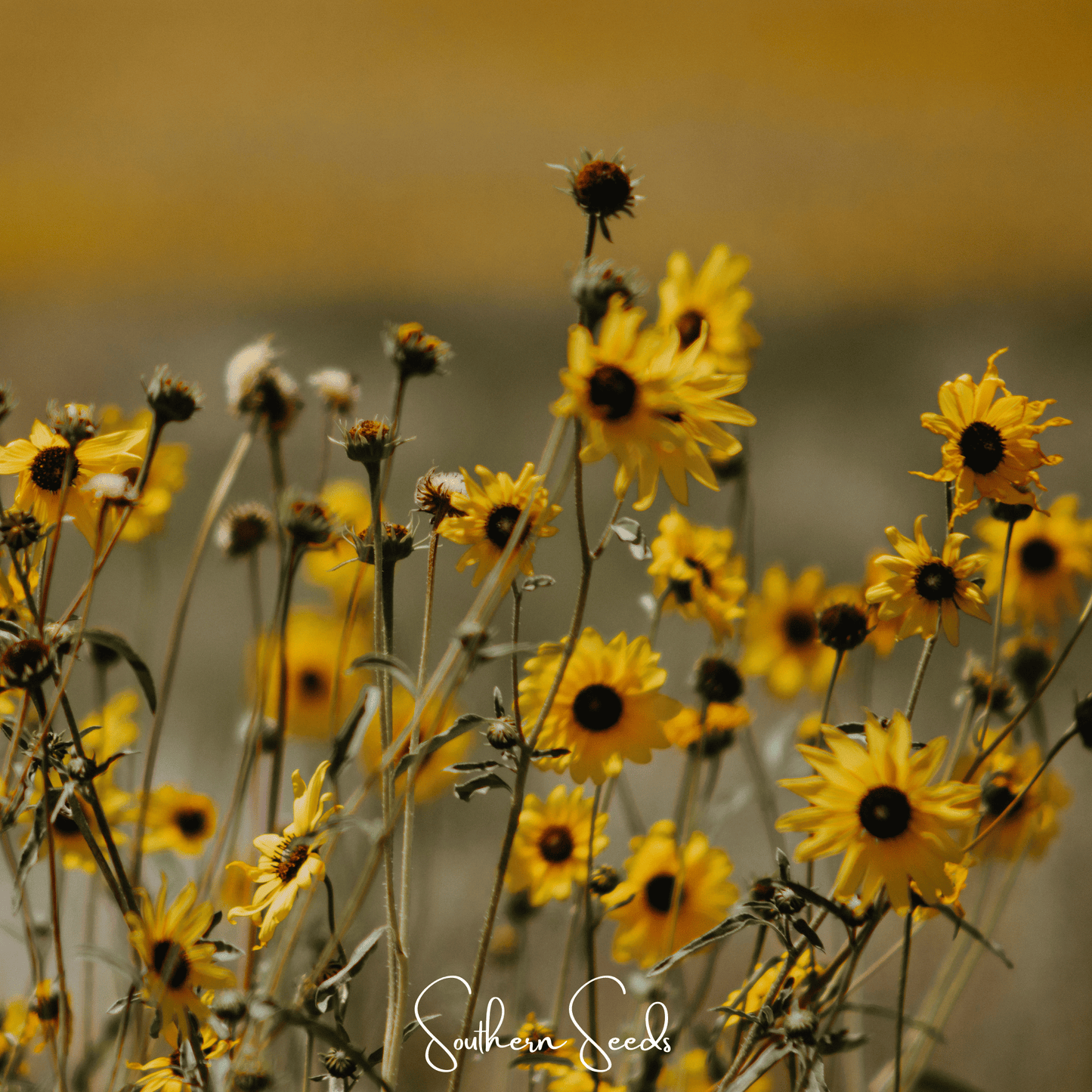 Wild Annual Sunflower ā 50 Seeds