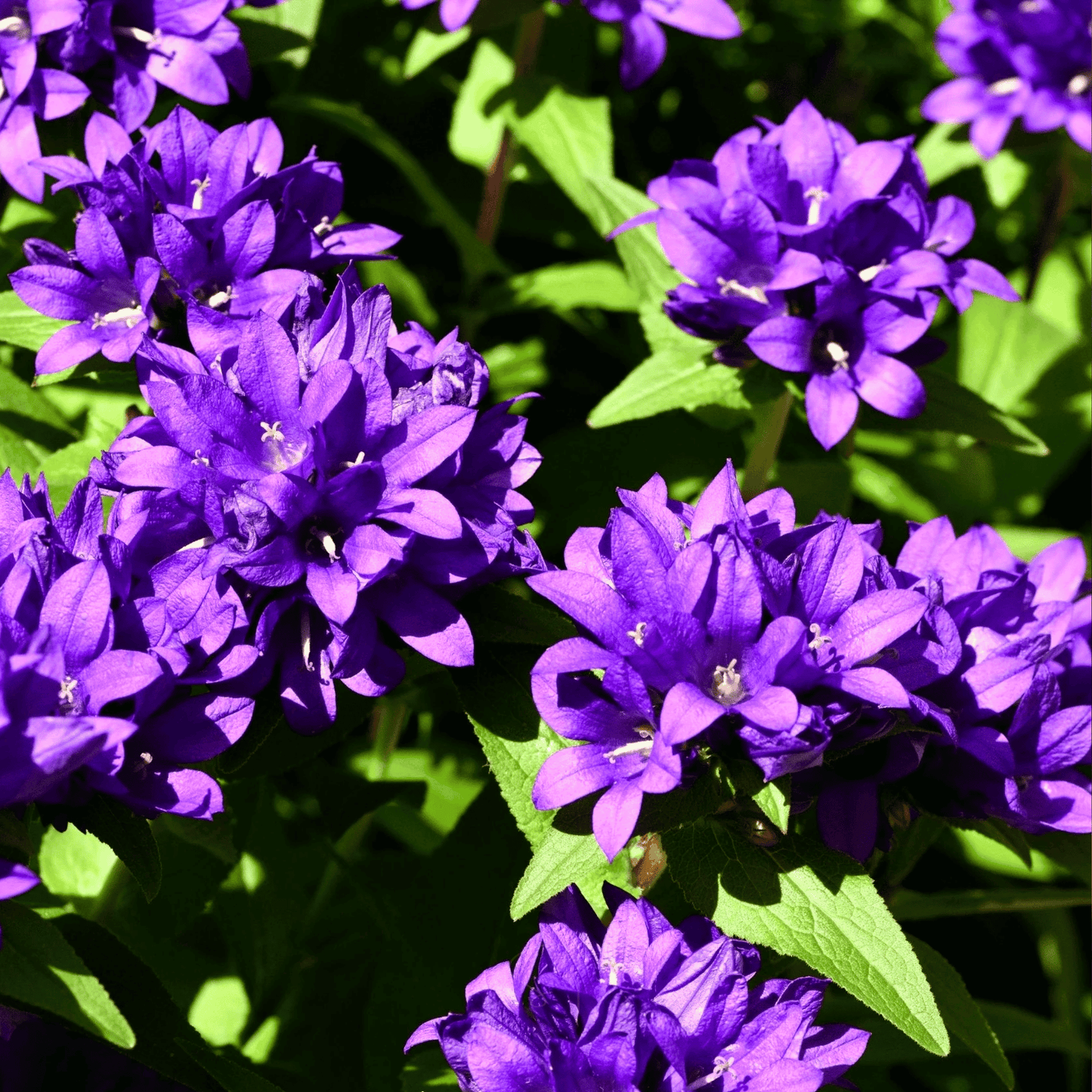 Superba Bellflower ā 50 Seeds