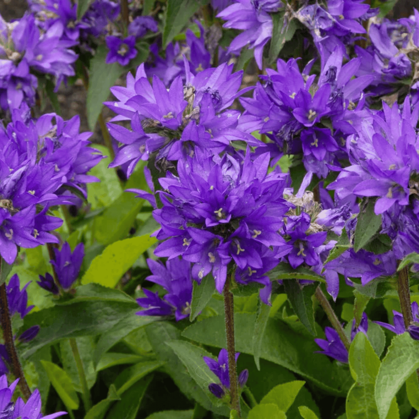 Superba Bellflower ā 50 Seeds