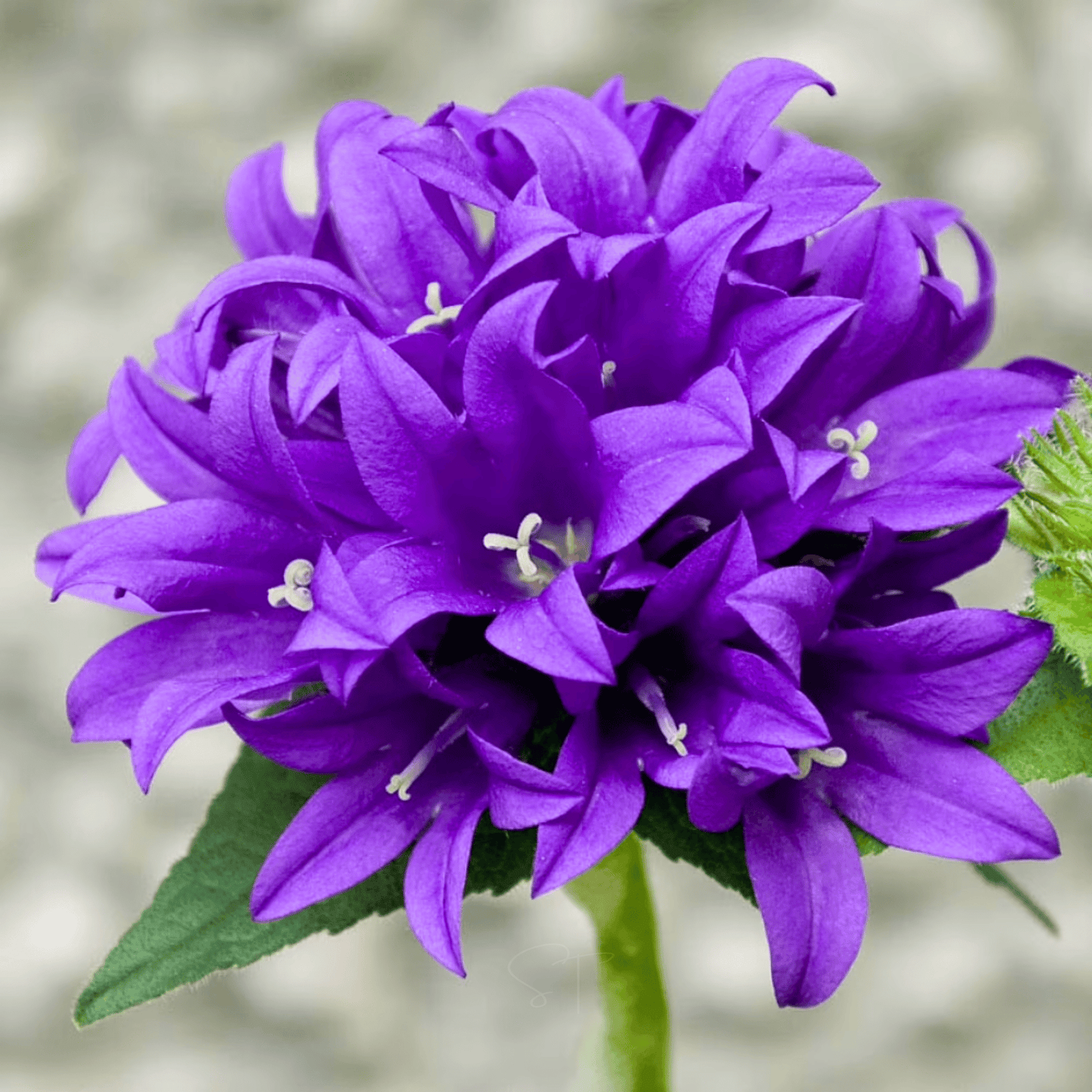 Superba Bellflower ā 50 Seeds