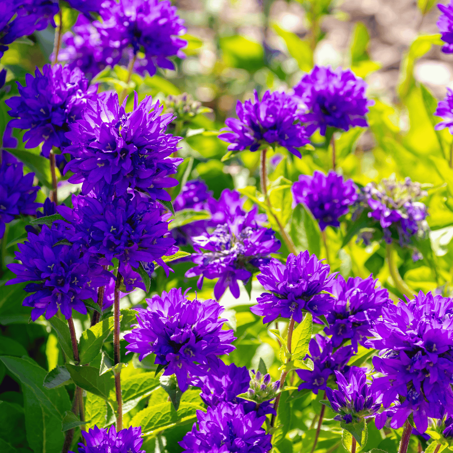 Superba Bellflower ā 50 Seeds