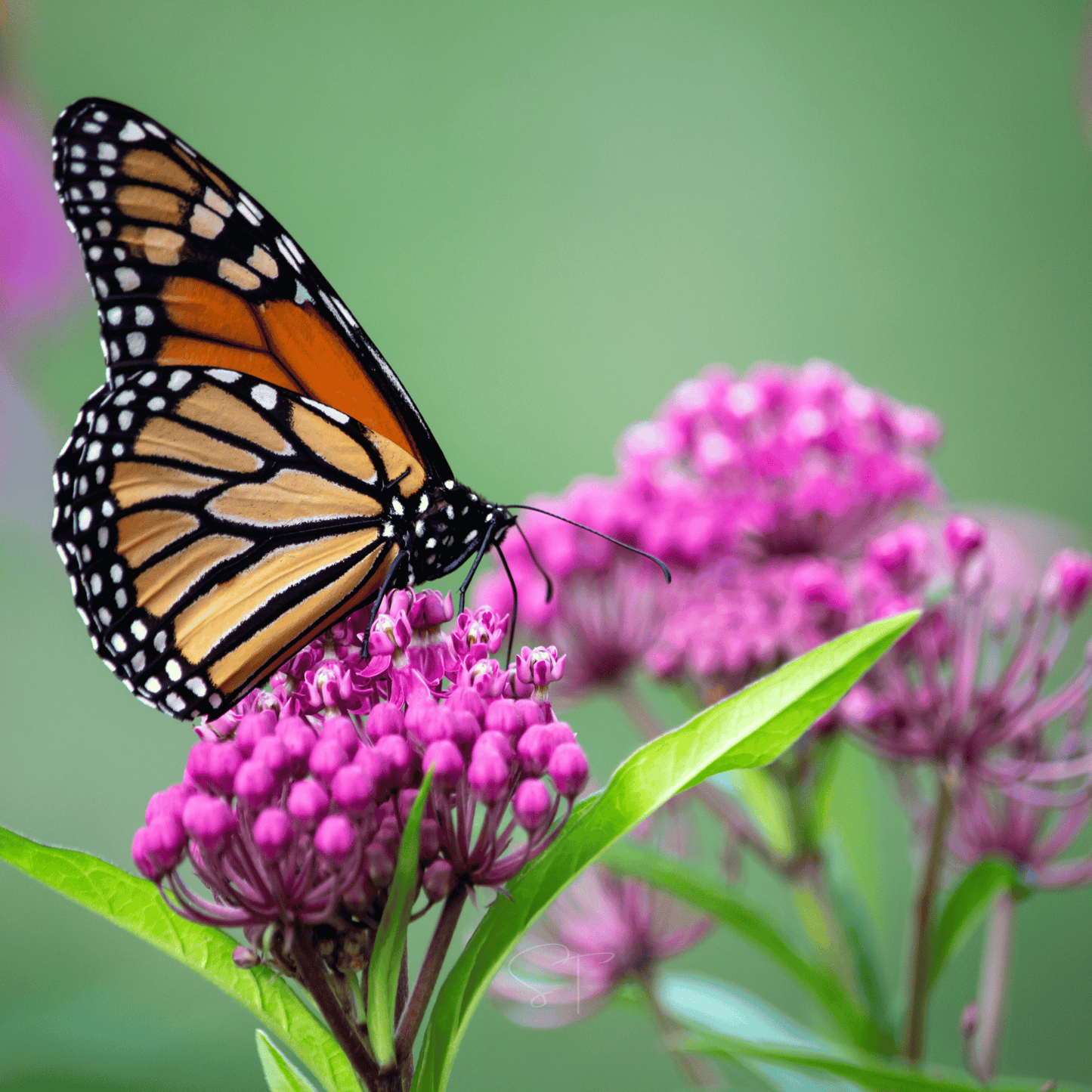Swamp Milkweed ā 50 Seeds