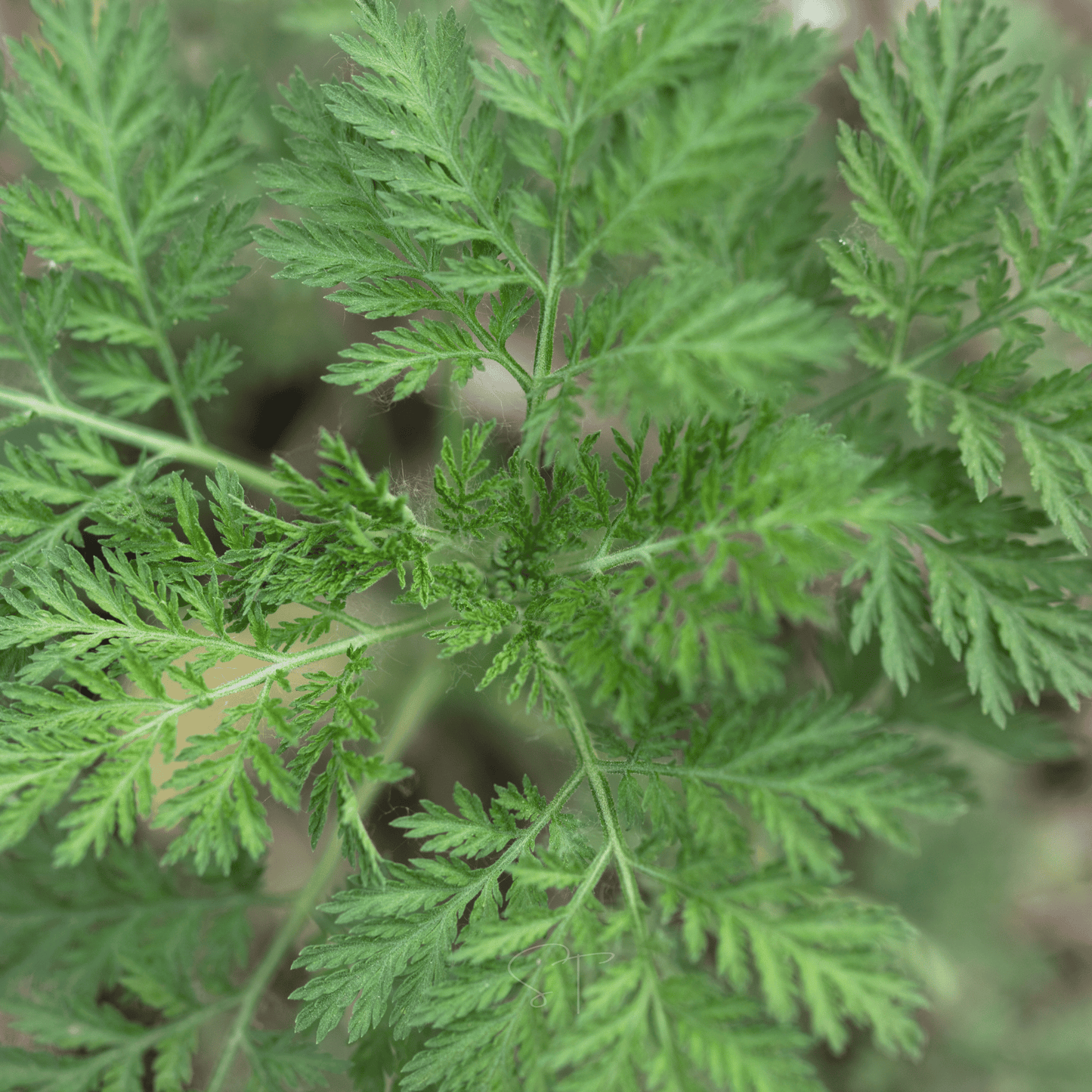 Sweet Annie ā 50 Seeds