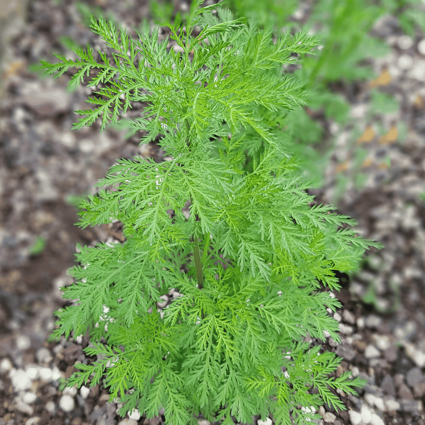 Sweet Annie ā 50 Seeds