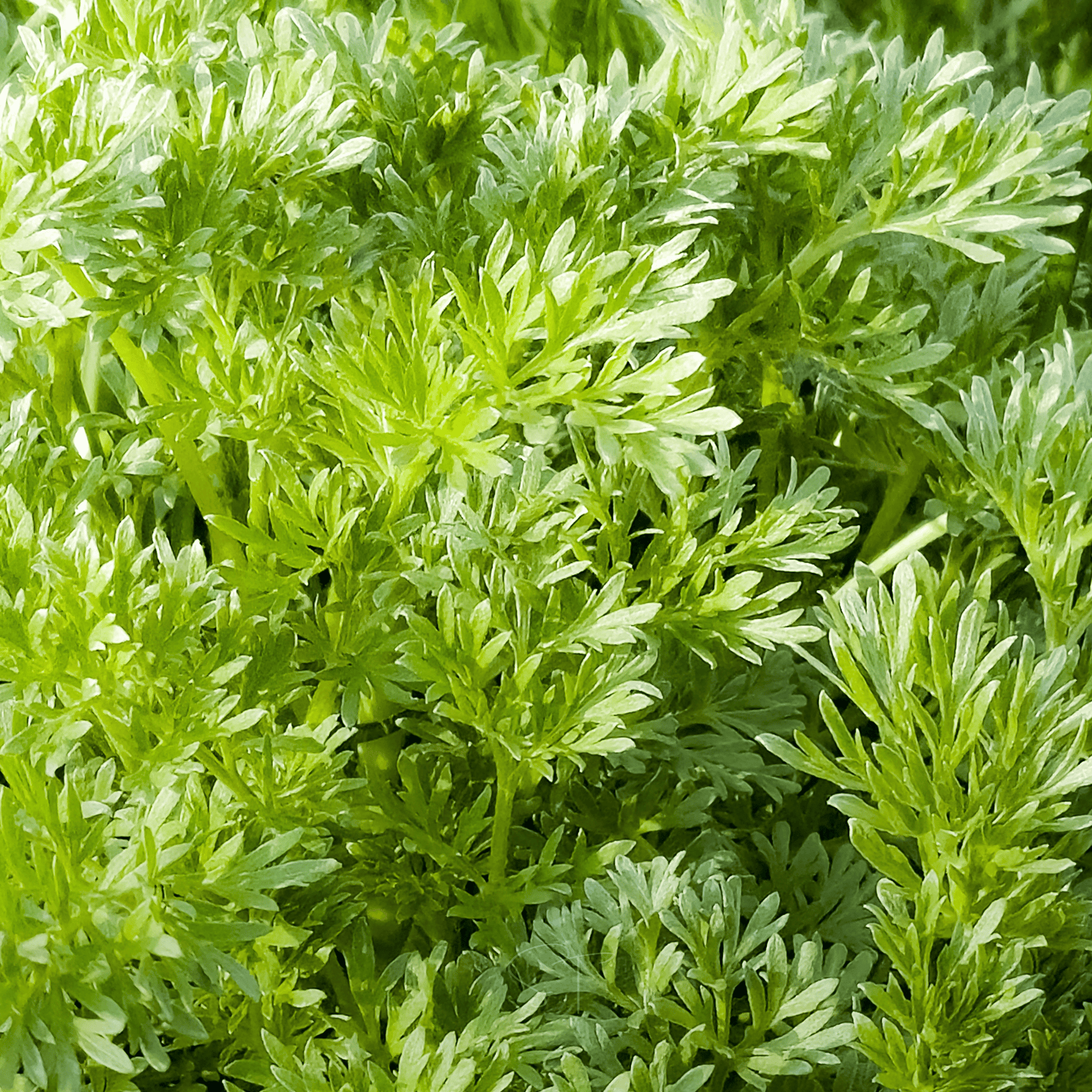 Sweet Annie ā 50 Seeds
