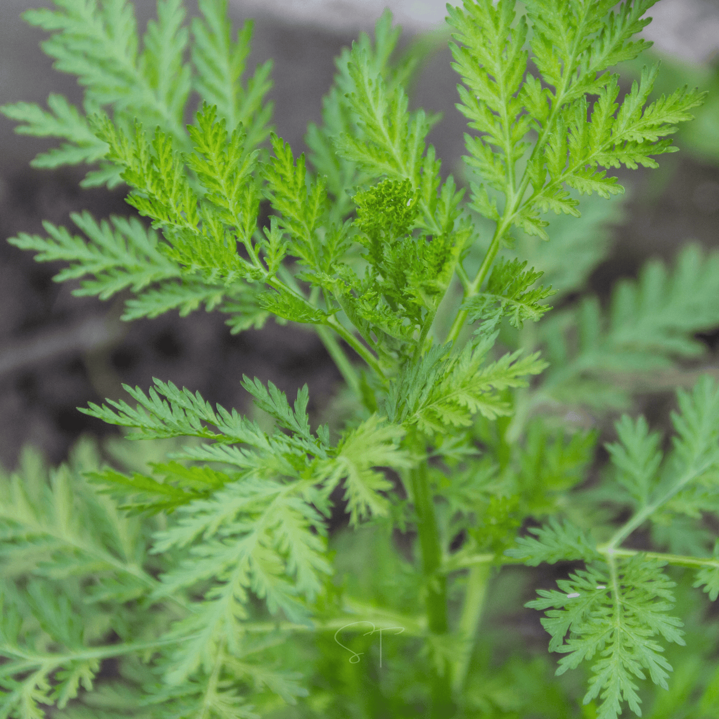 Sweet Annie ā 50 Seeds