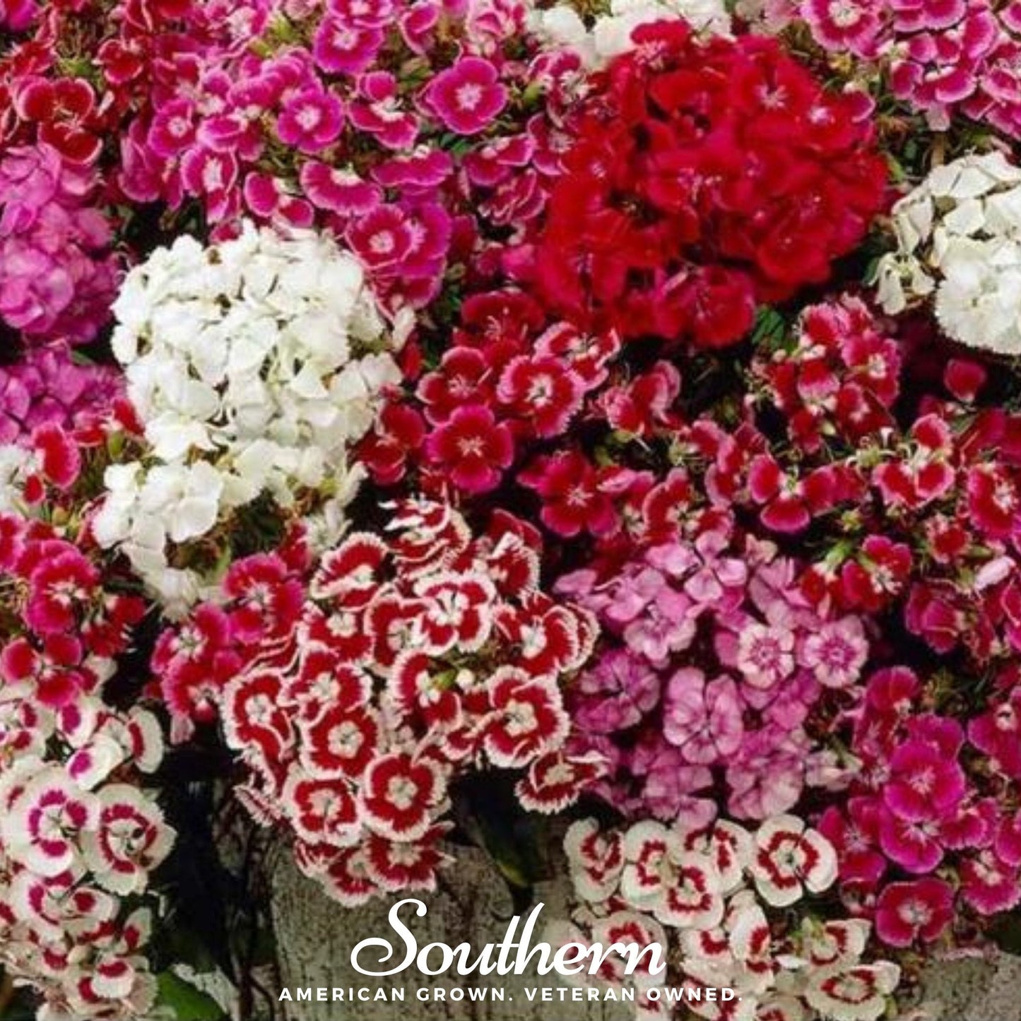 Sweet William (Dianthus) ā 250 Seeds