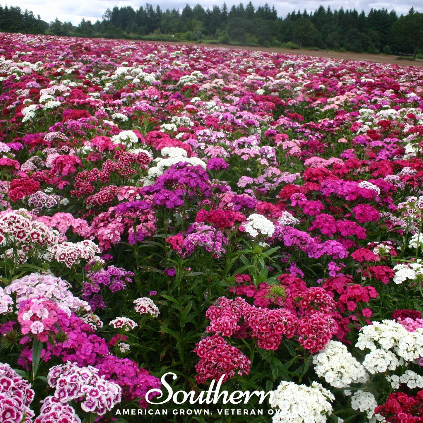 Sweet William (Dianthus) ā 250 Seeds