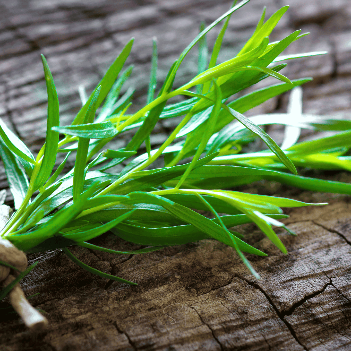 Tarragon ā 300 Seeds