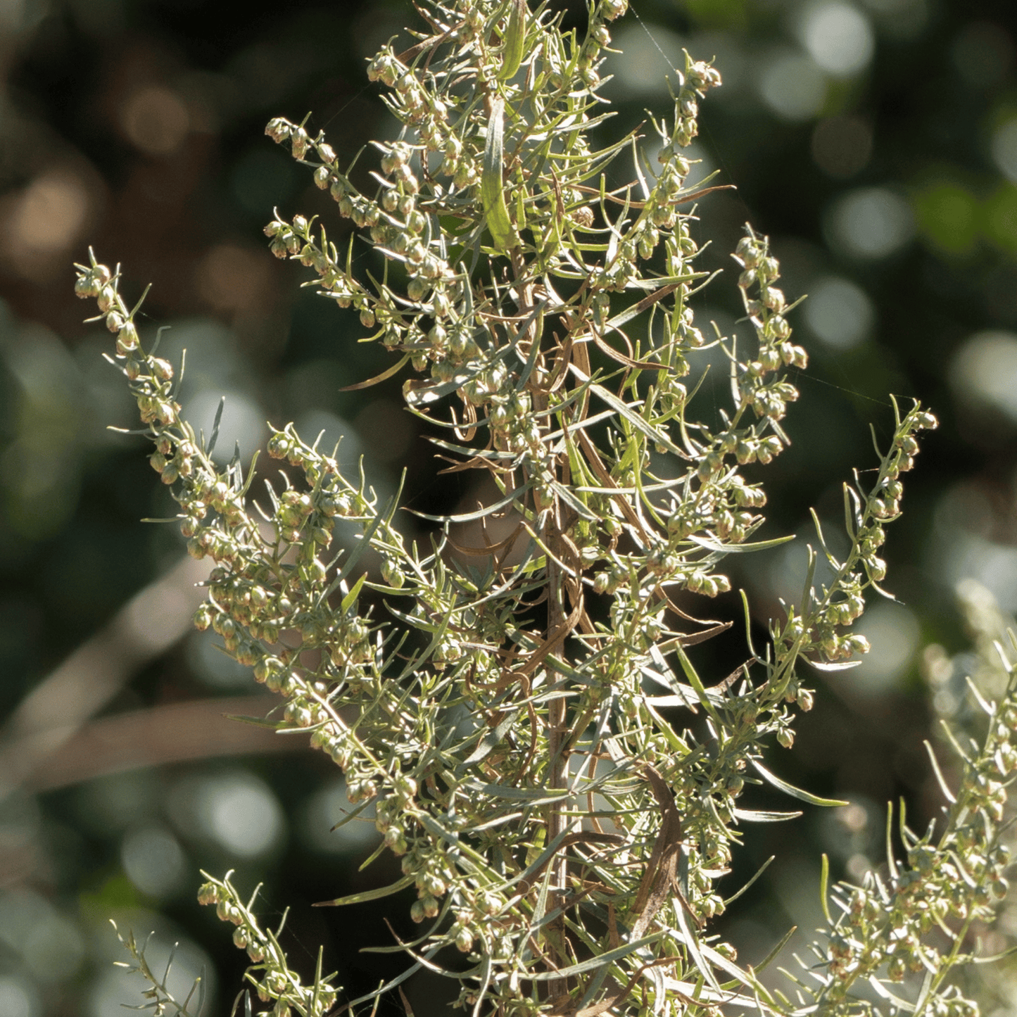Tarragon ā 300 Seeds