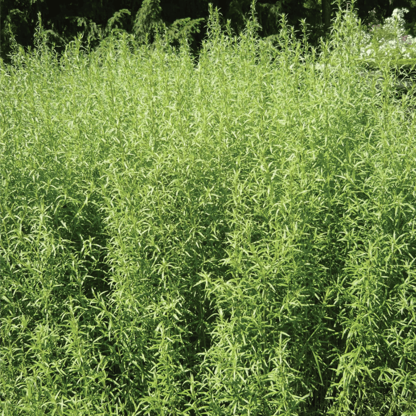 Tarragon ā 300 Seeds