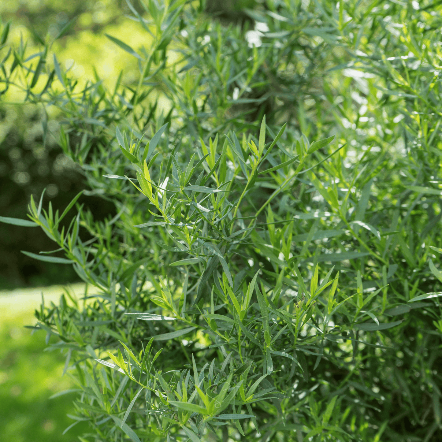 Tarragon ā 300 Seeds