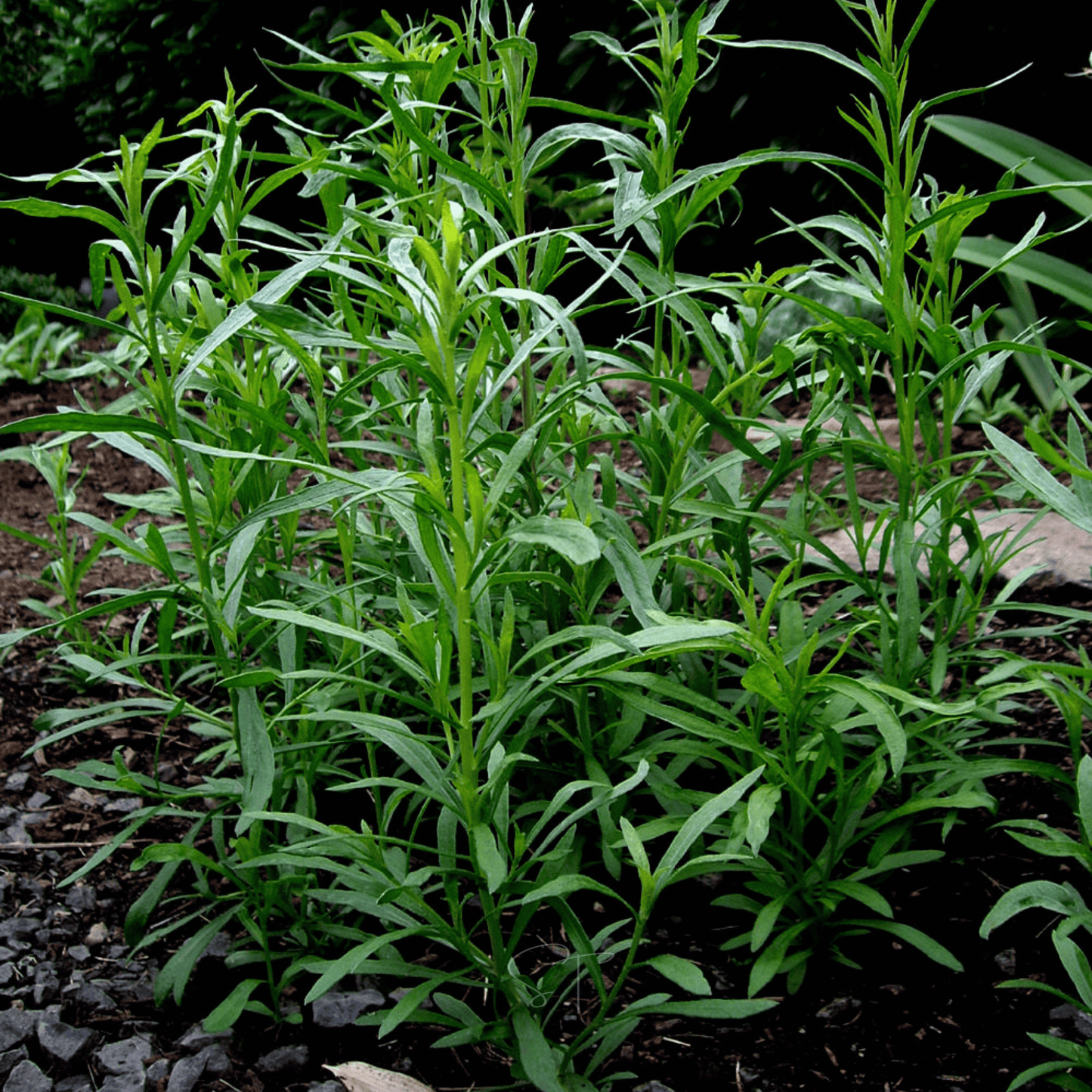 Tarragon ā 300 Seeds