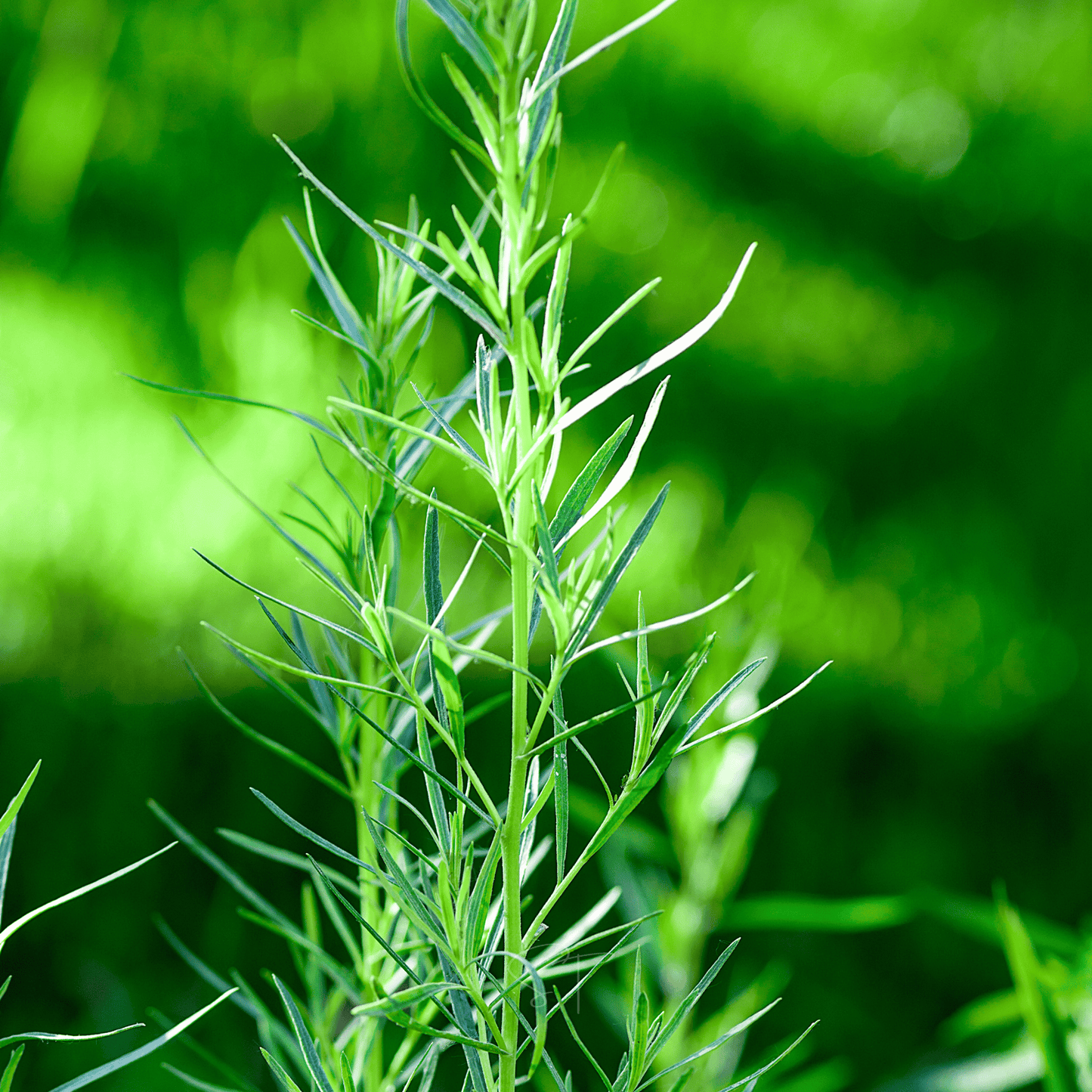 Tarragon ā 300 Seeds