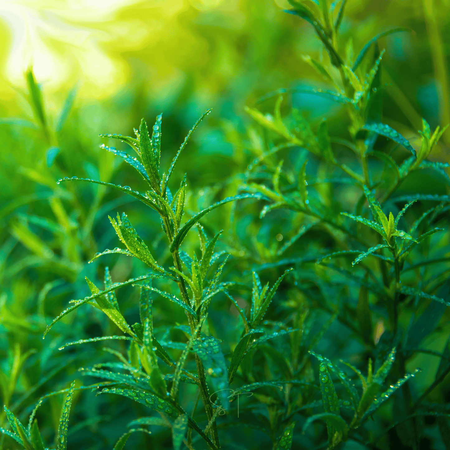 Tarragon ā 300 Seeds