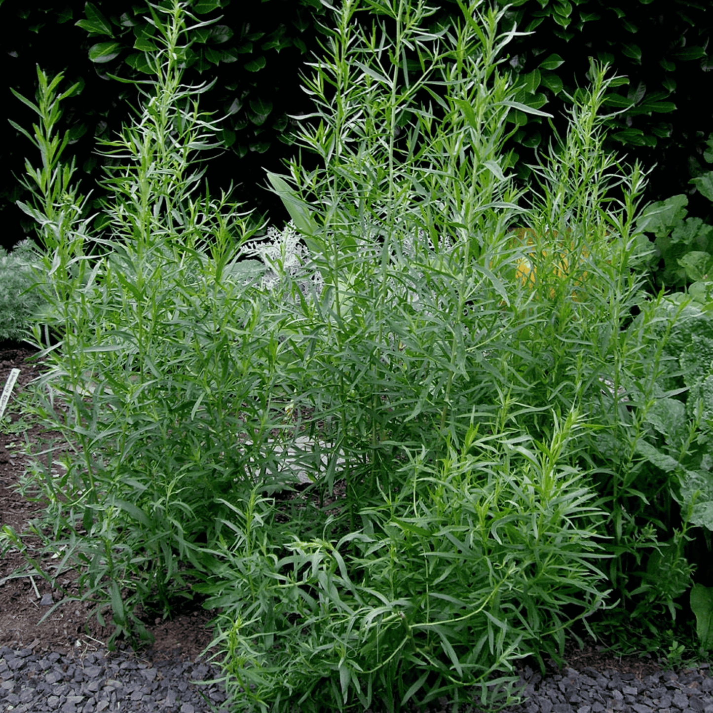 Tarragon ā 300 Seeds