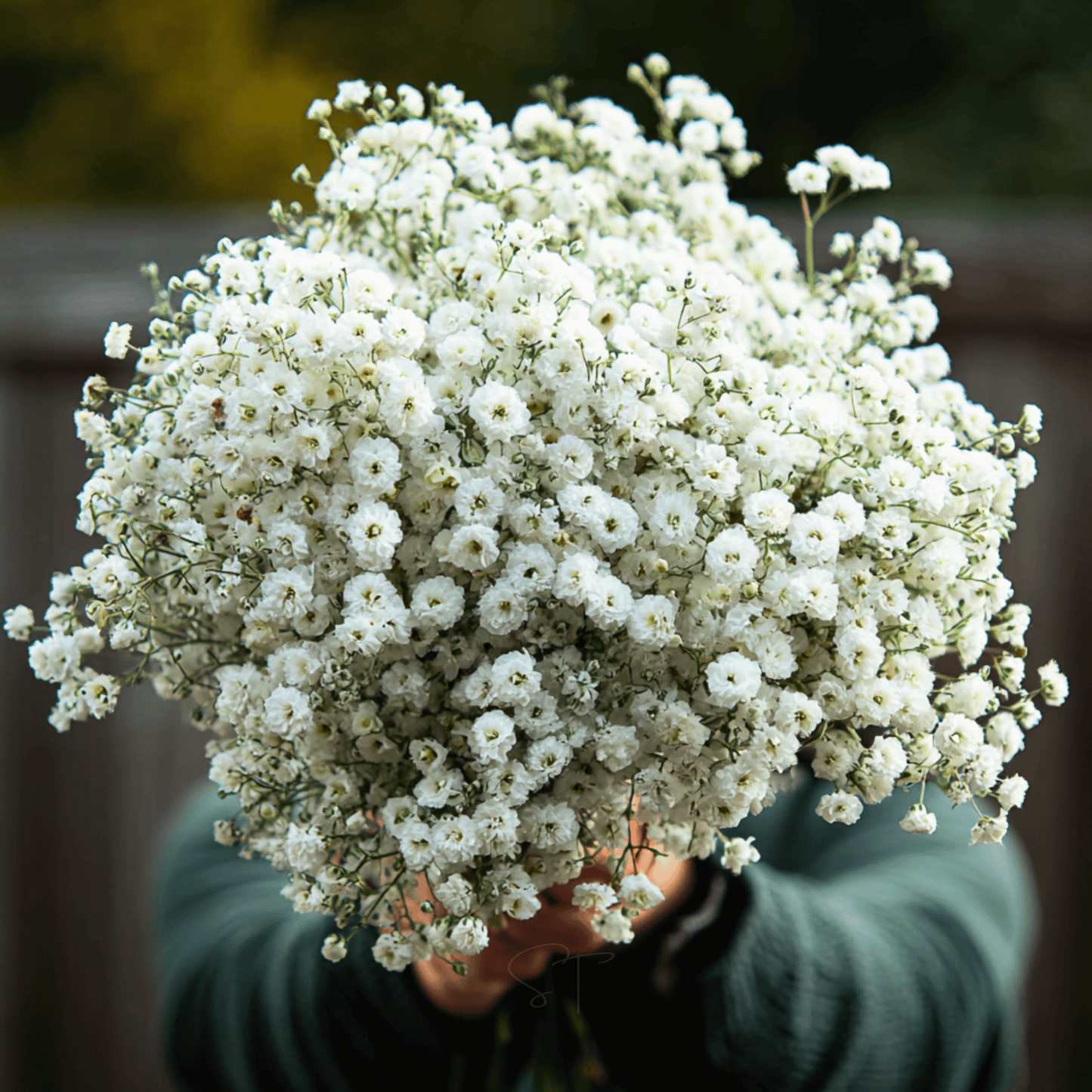 The Pearl Yarrow ā 100 Seeds