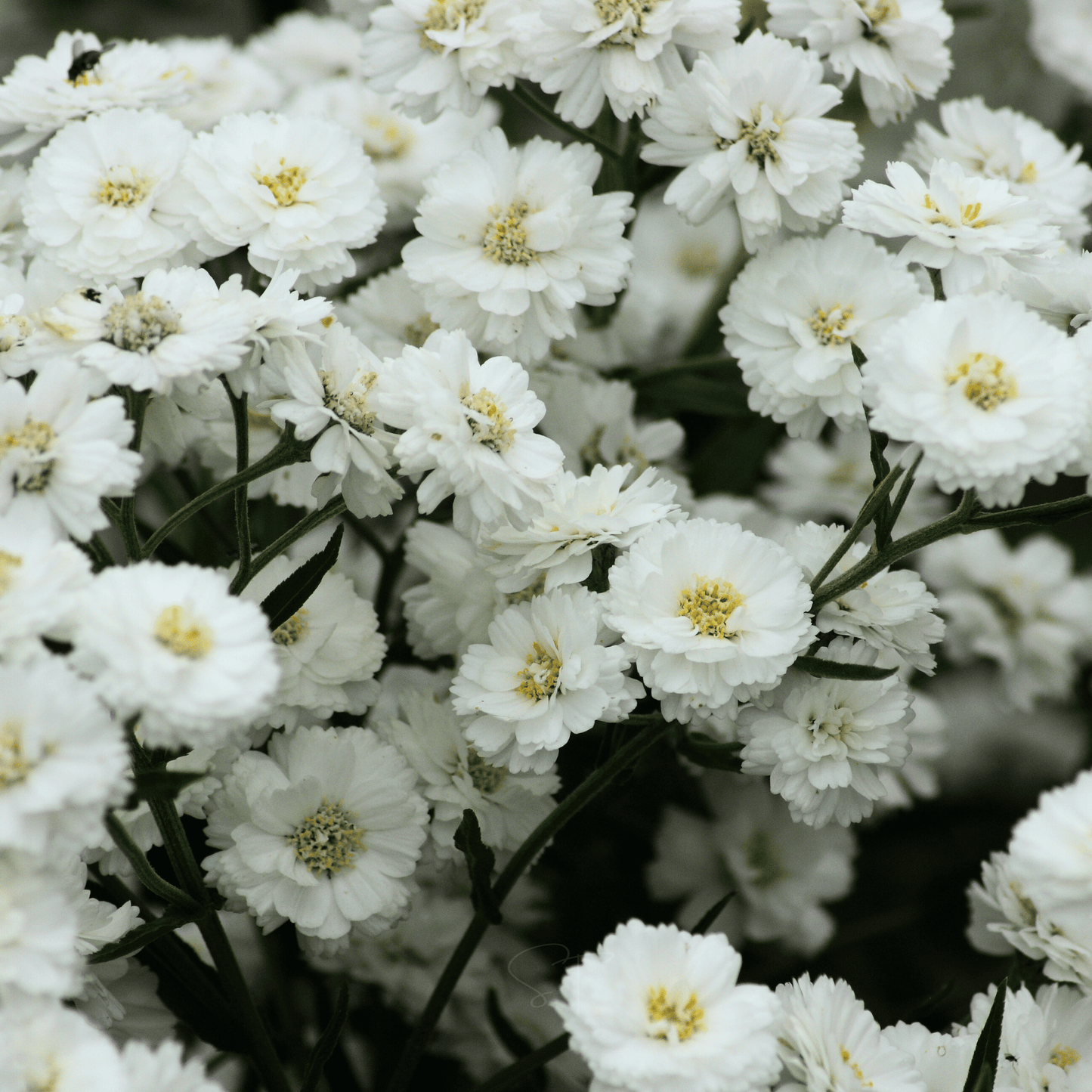 The Pearl Yarrow ā 100 Seeds