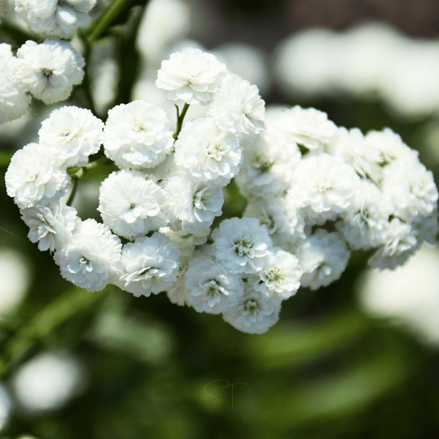 The Pearl Yarrow ā 100 Seeds