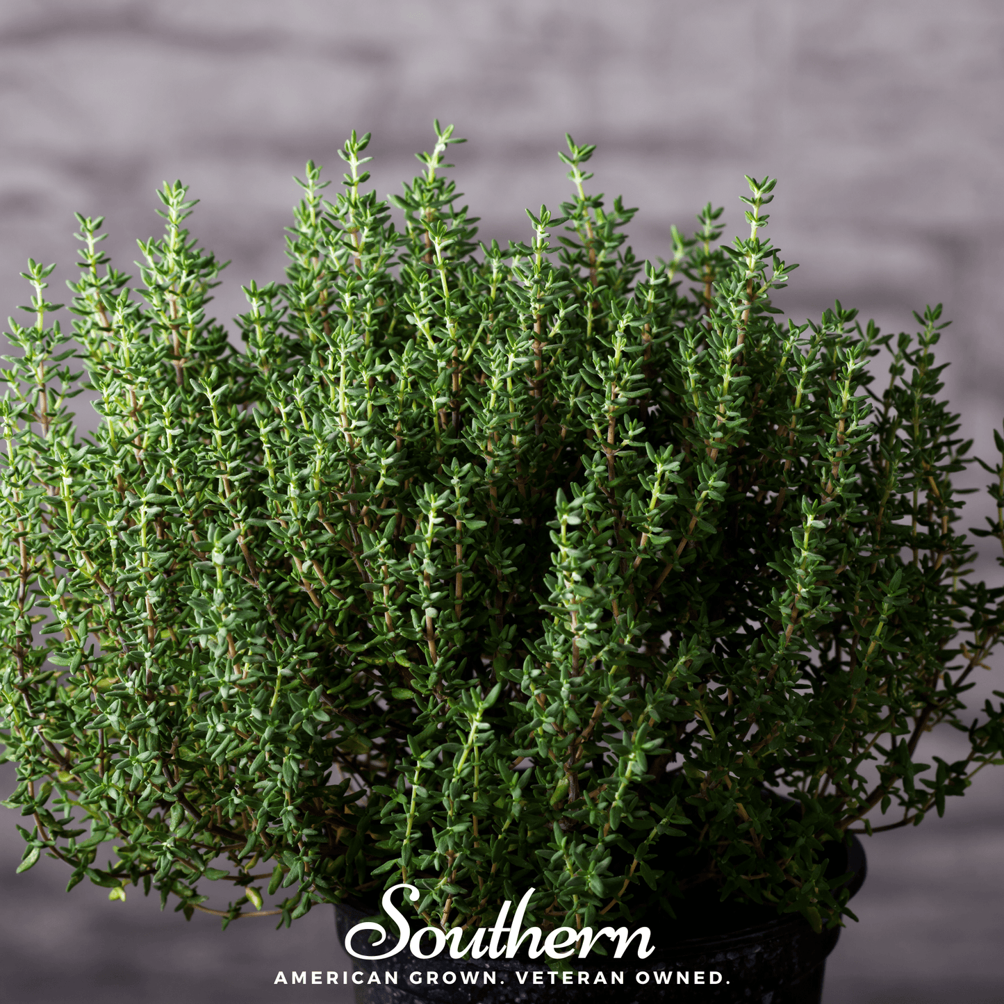 Common Thyme ā 250 Seeds