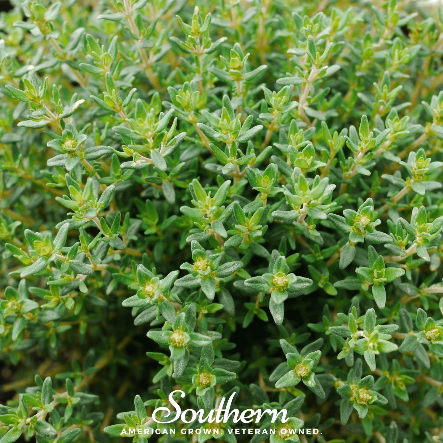 Common Thyme ā 250 Seeds