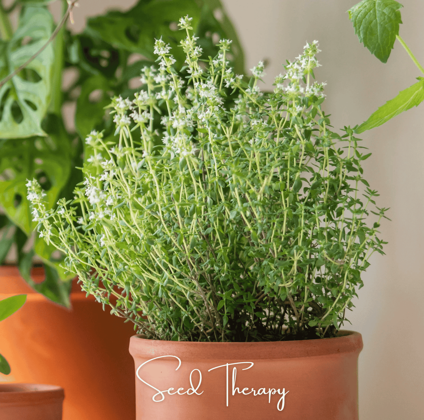German Winter Thyme ā 200 Seeds