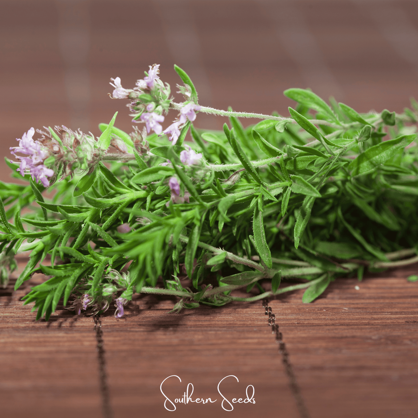 German Winter Thyme ā 200 Seeds
