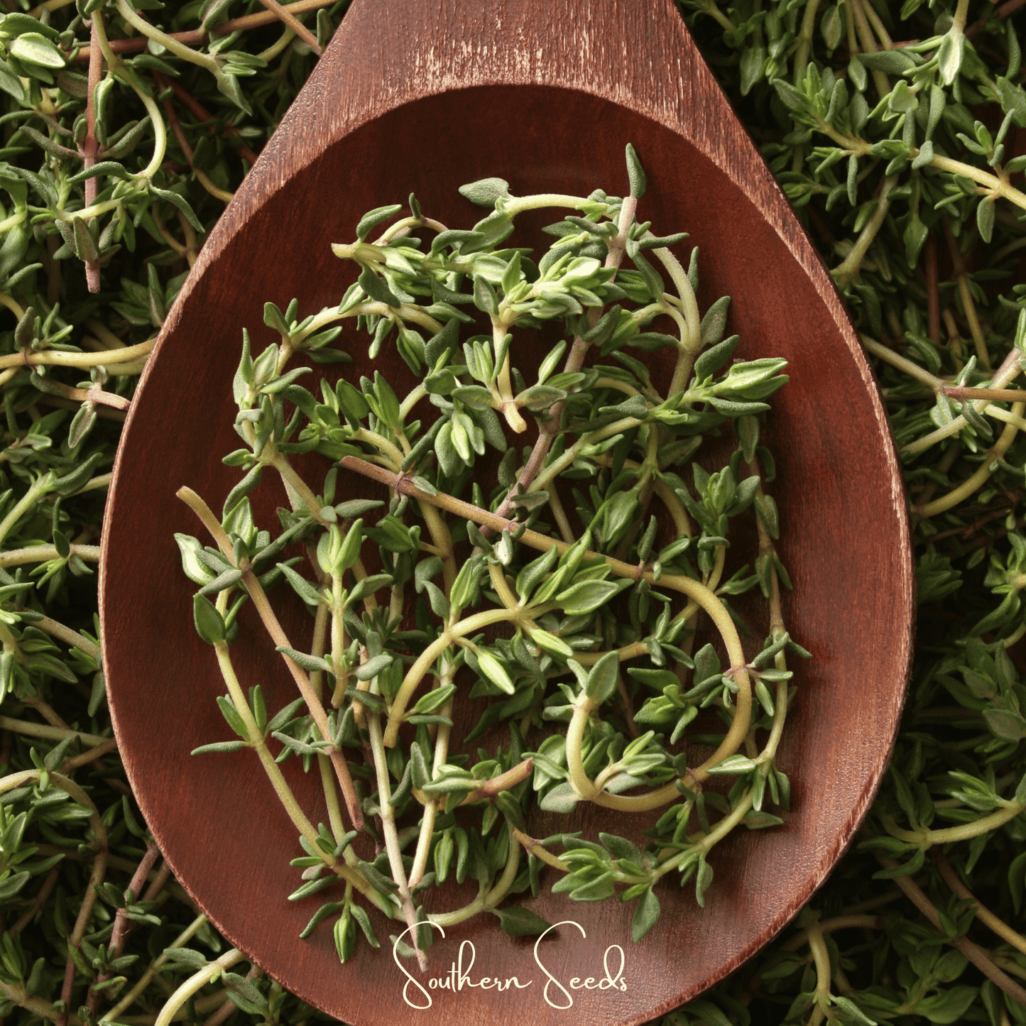 German Winter Thyme ā 200 Seeds