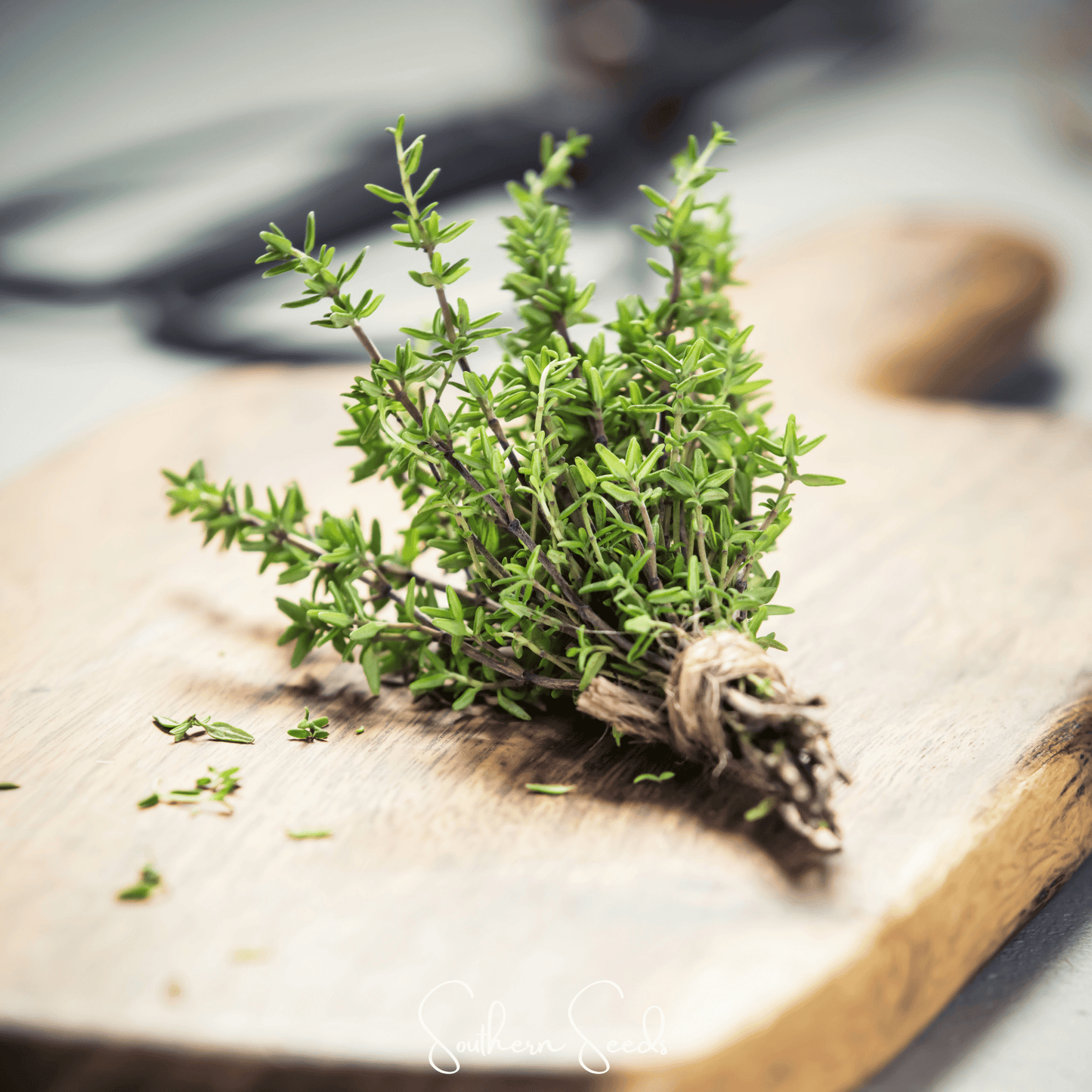 German Winter Thyme ā 200 Seeds