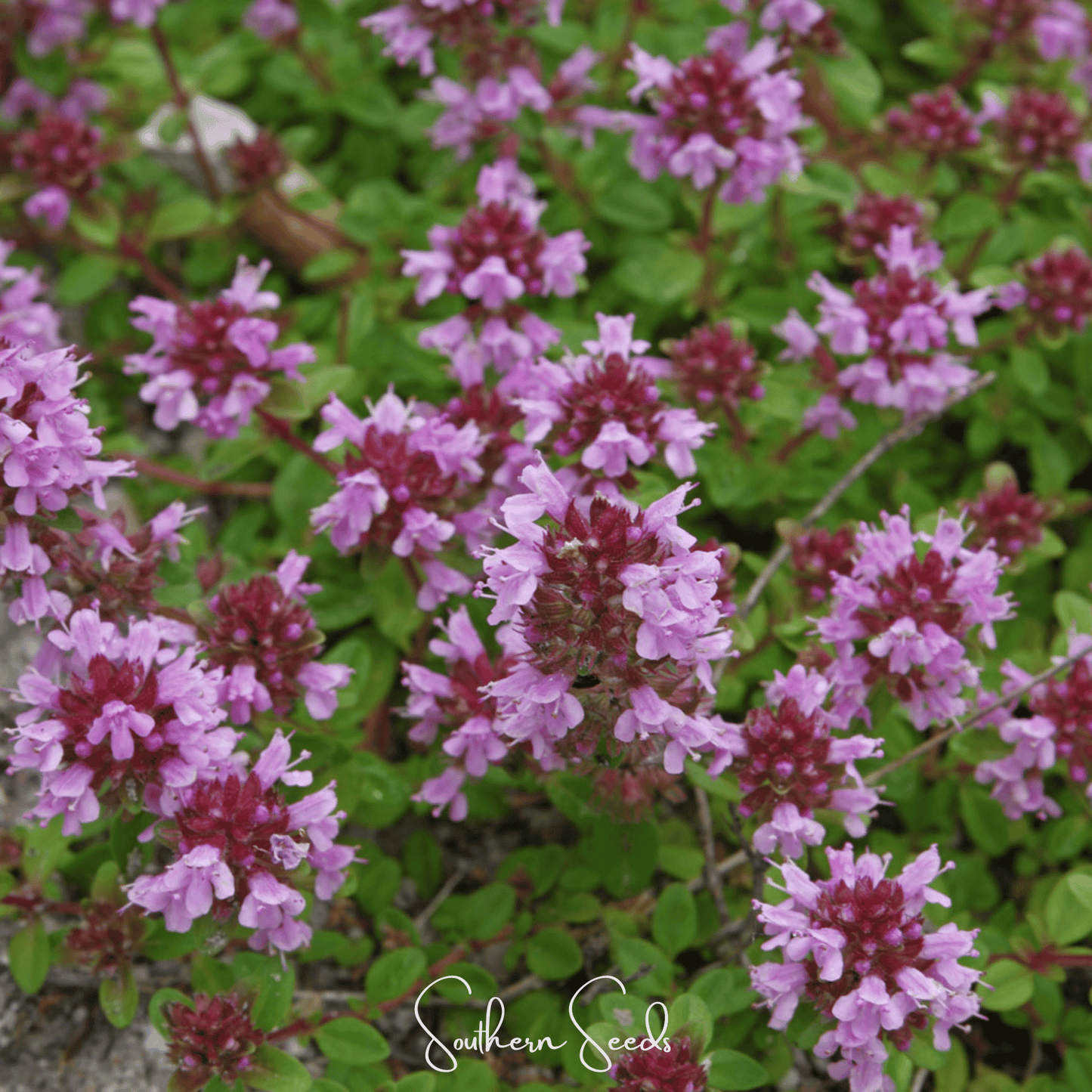 Lemon Thyme ā 250 Seeds