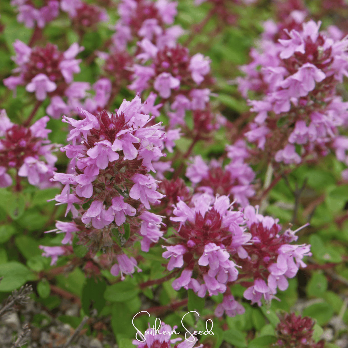 Lemon Thyme ā 250 Seeds