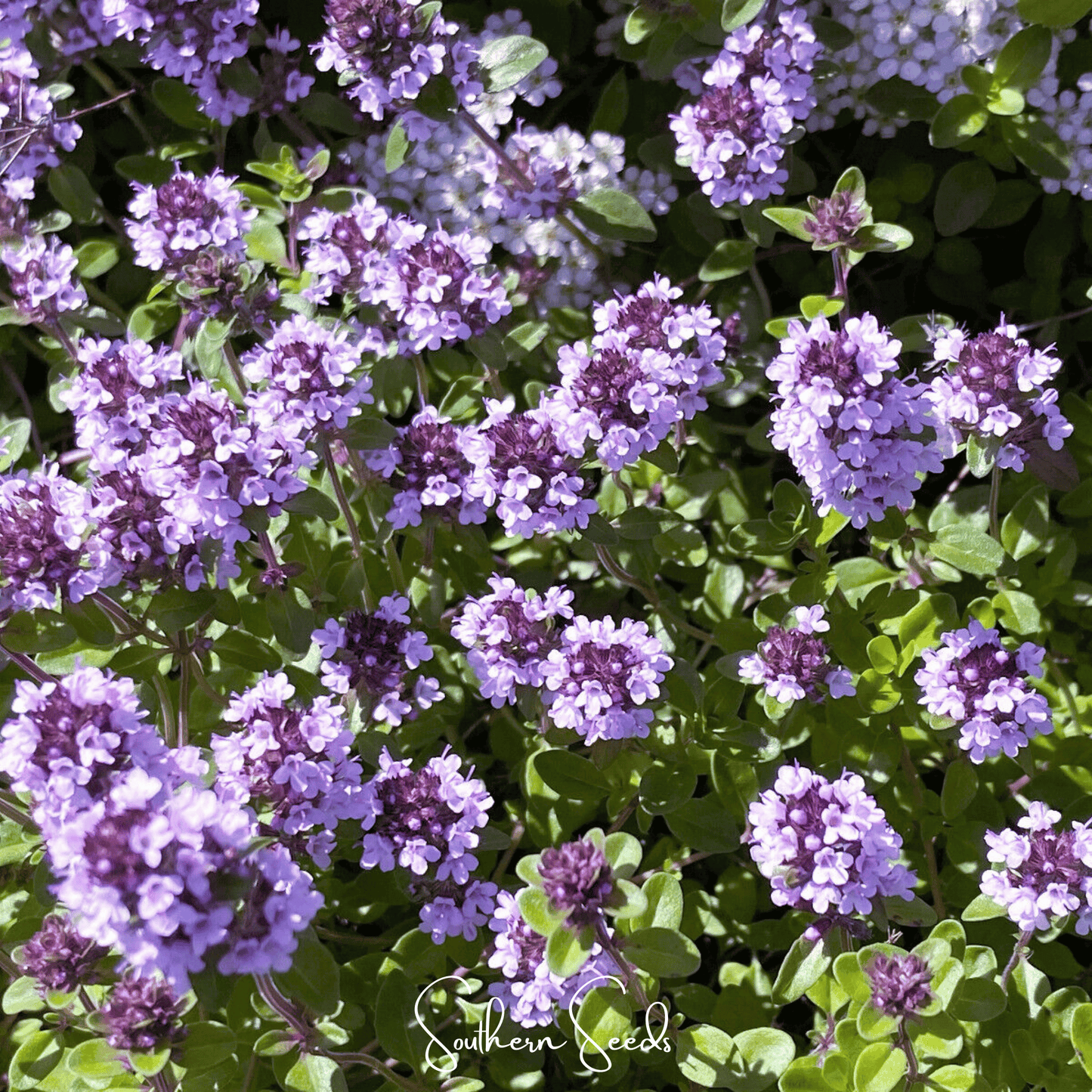 Lemon Thyme ā 250 Seeds