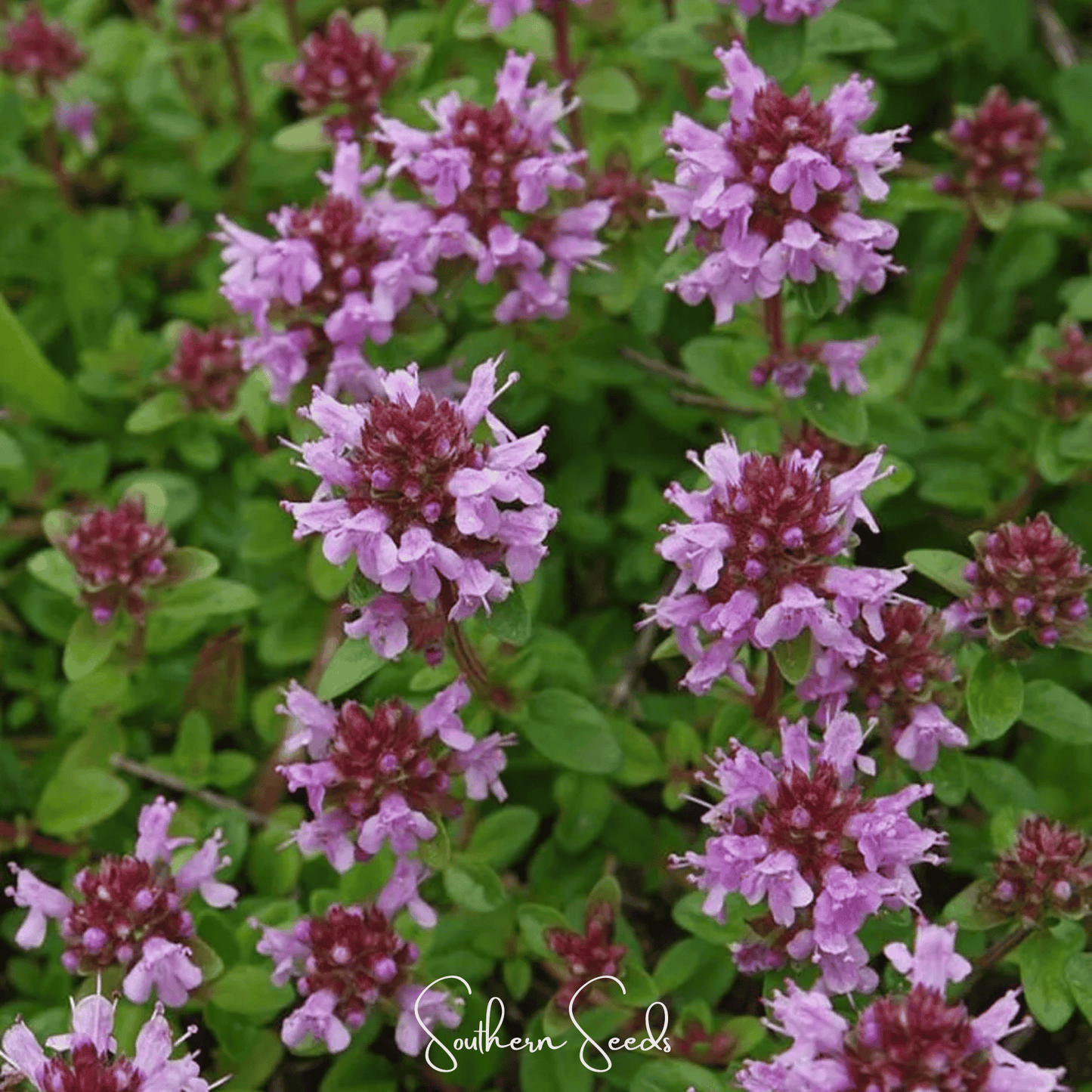 Lemon Thyme ā 250 Seeds