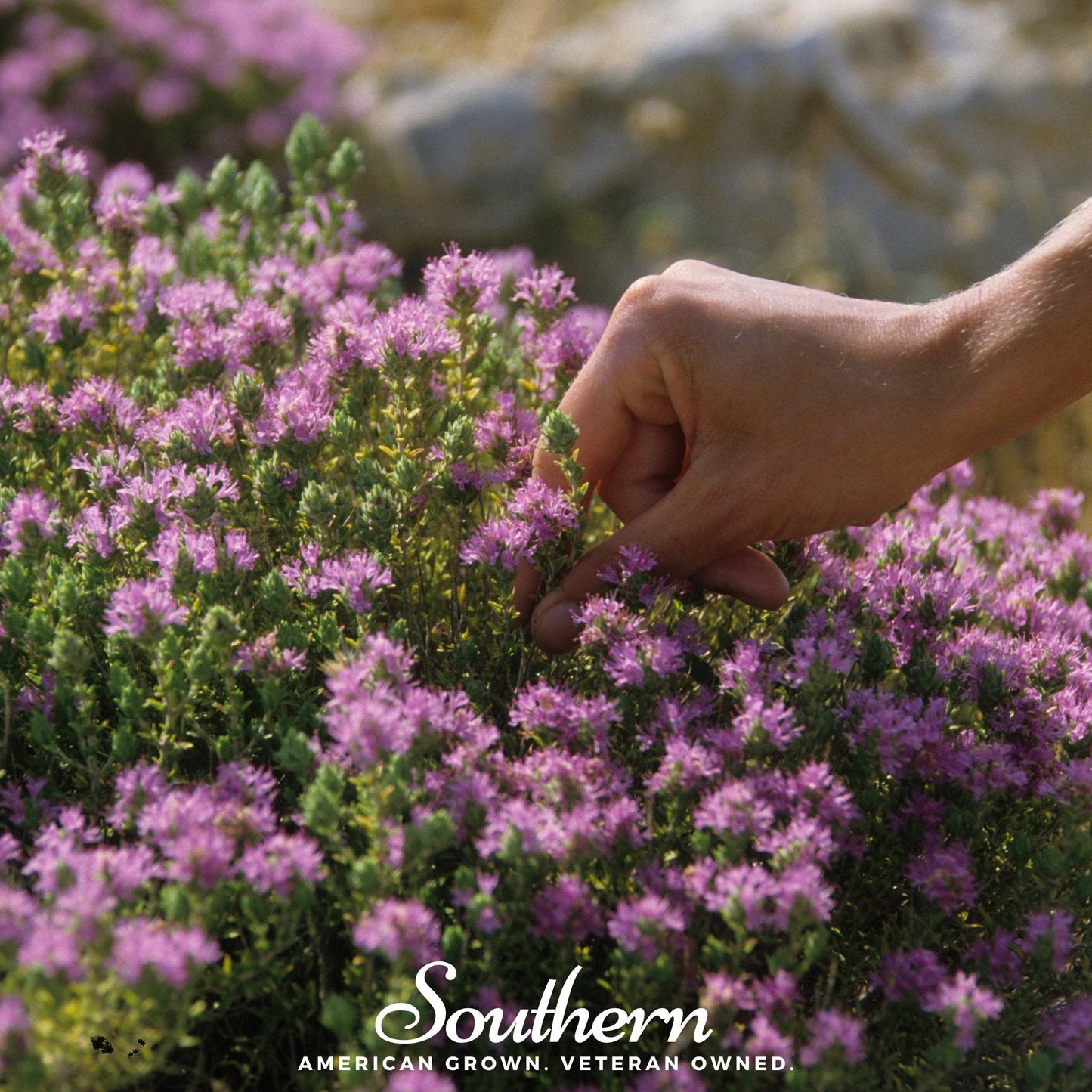 Wild Thyme ā 250 Seeds