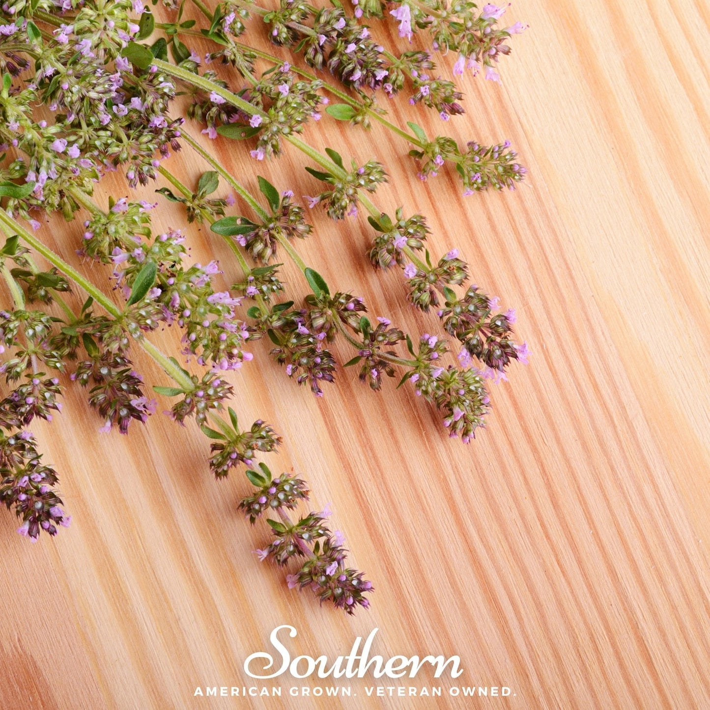 Wild Thyme ā 250 Seeds