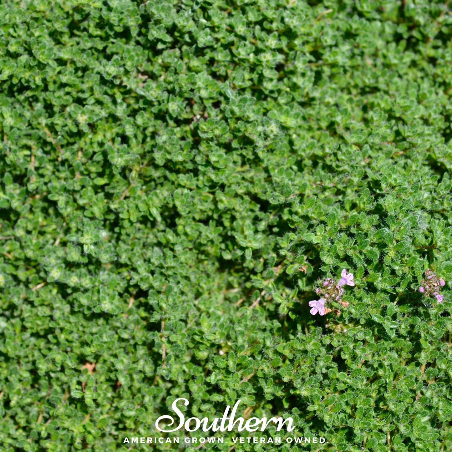Wild Thyme ā 250 Seeds