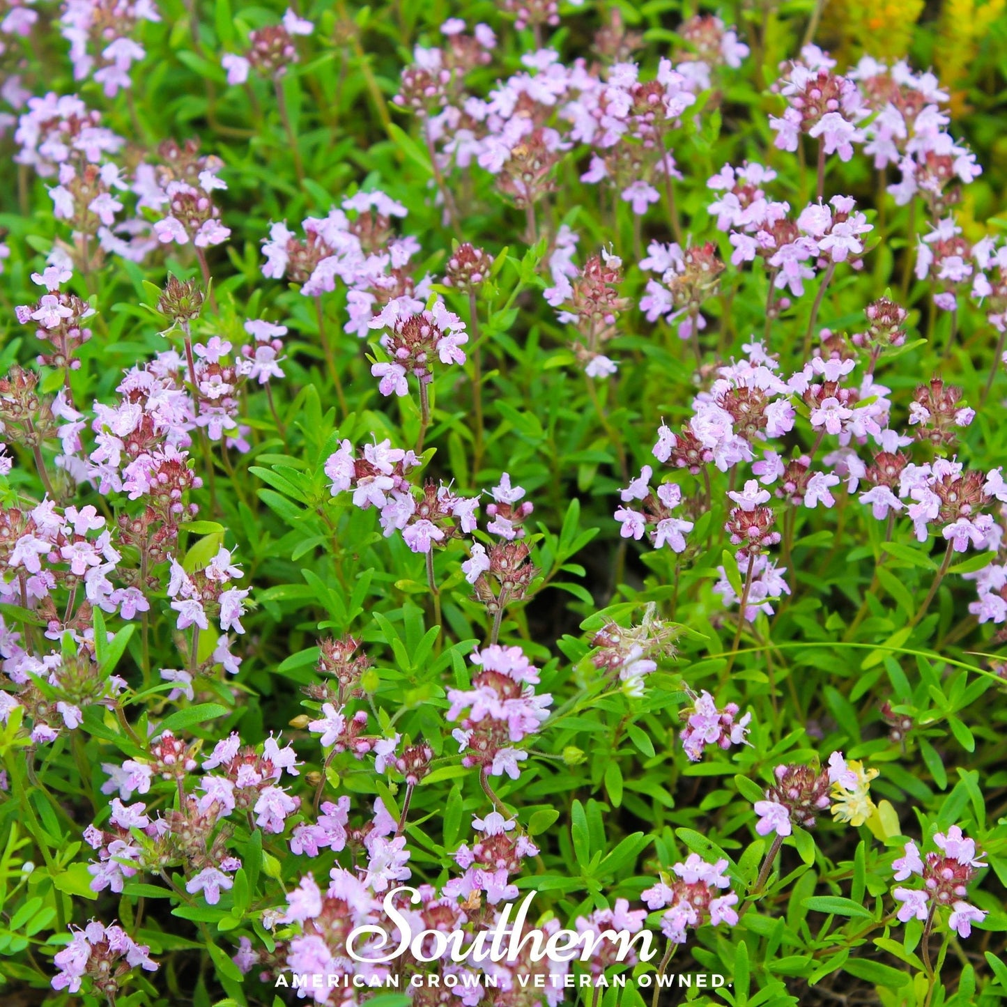Wild Thyme ā 250 Seeds