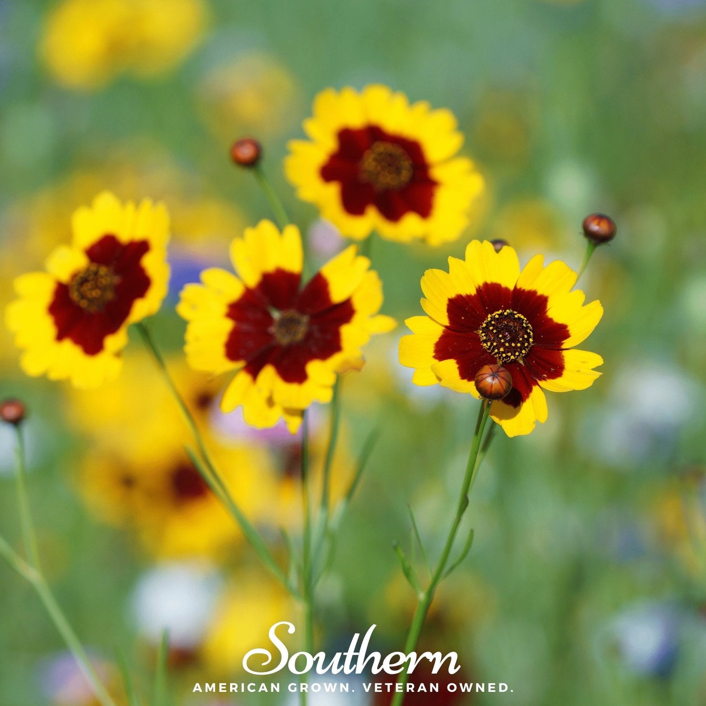 Golden Wave Tickseed ā 100 Seeds