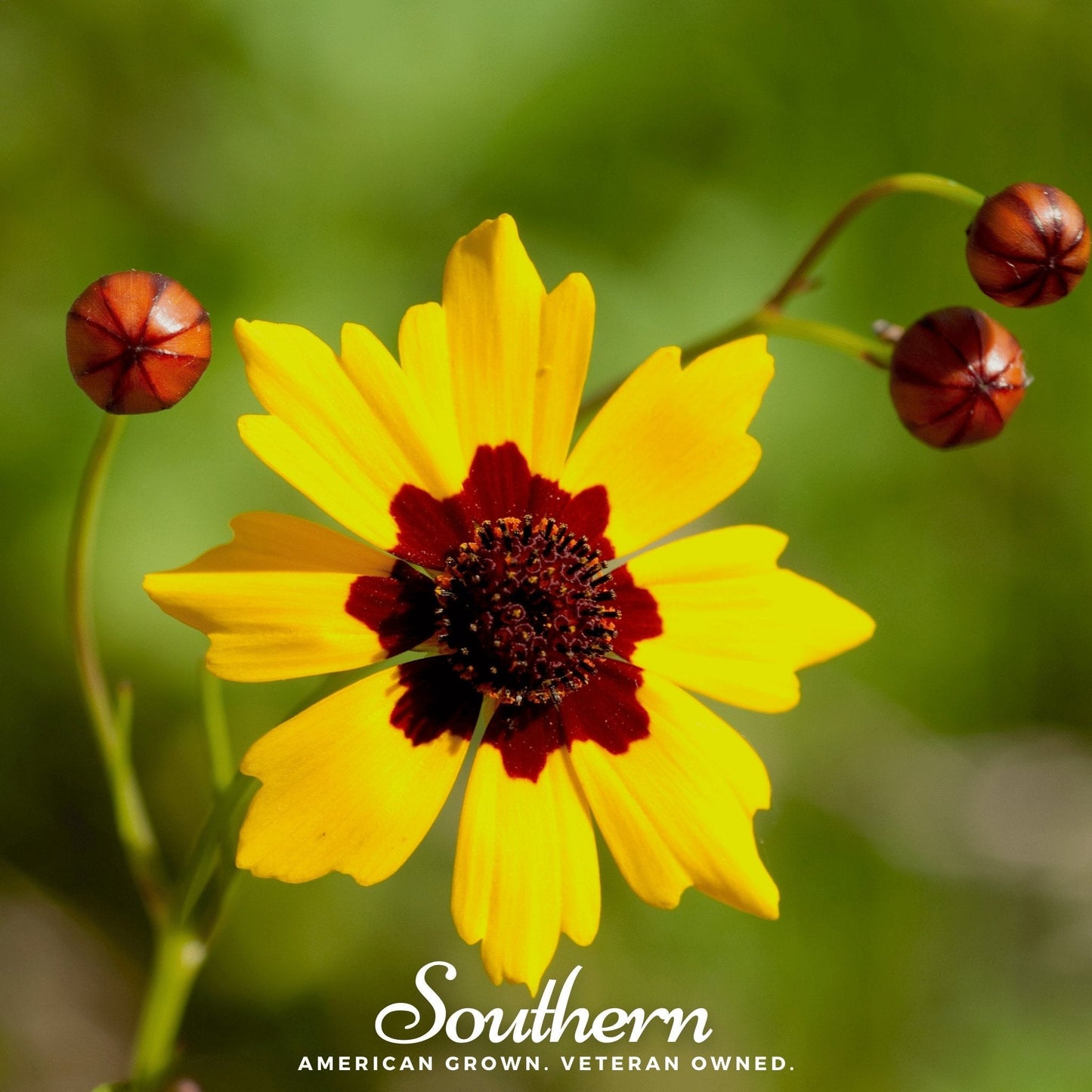 Golden Wave Tickseed ā 100 Seeds