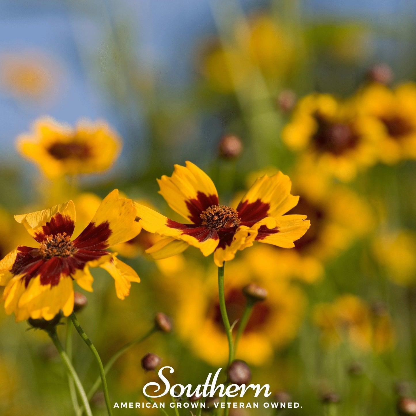 Golden Wave Tickseed ā 100 Seeds