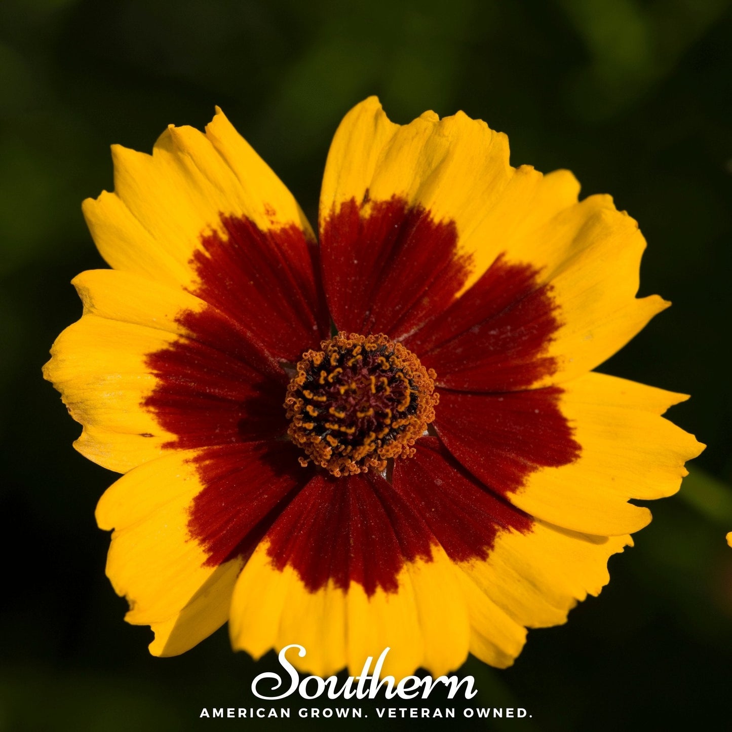 Golden Wave Tickseed ā 100 Seeds