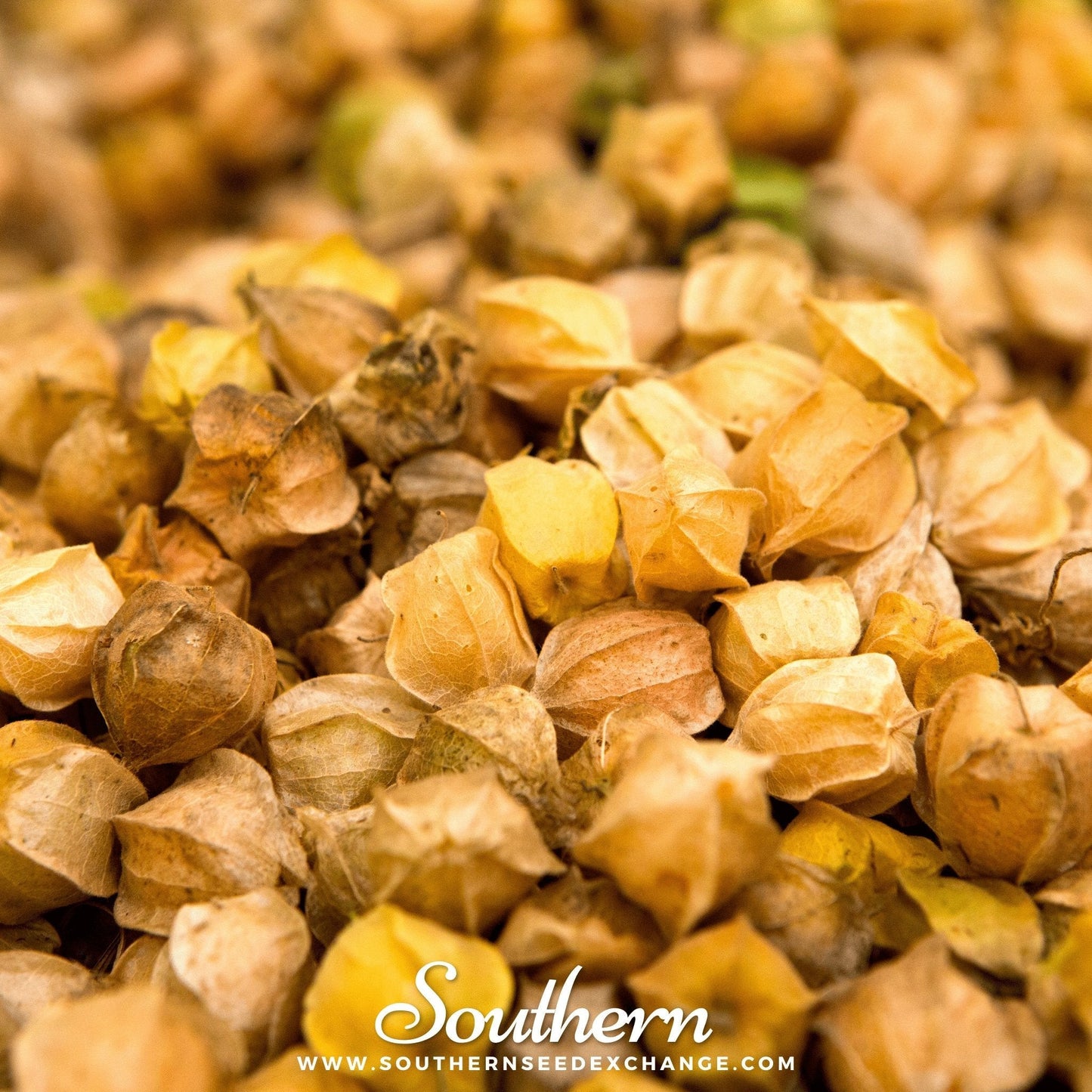 Husk Cherry Tomatillo ā 20 Seeds