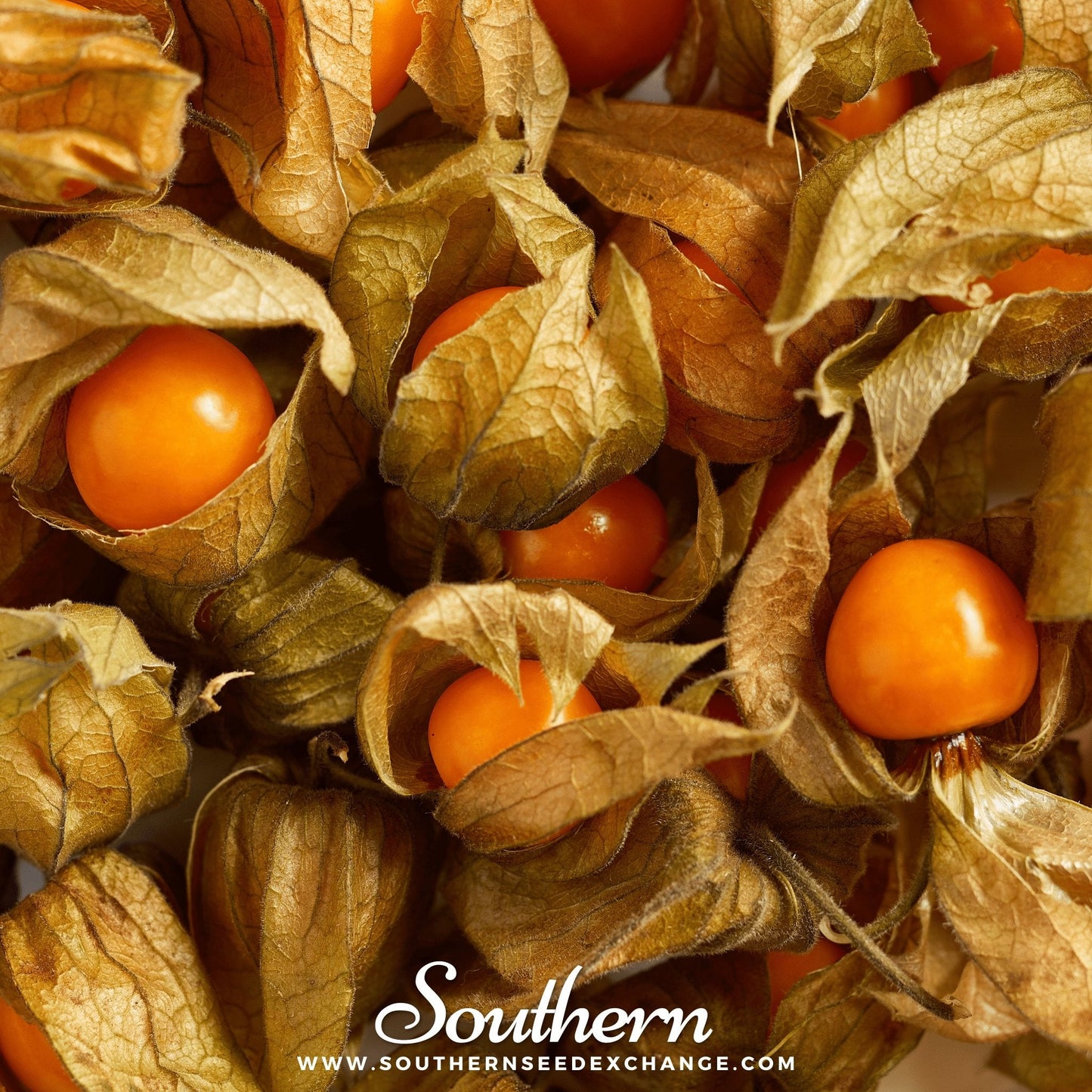 Husk Cherry Tomatillo ā 20 Seeds