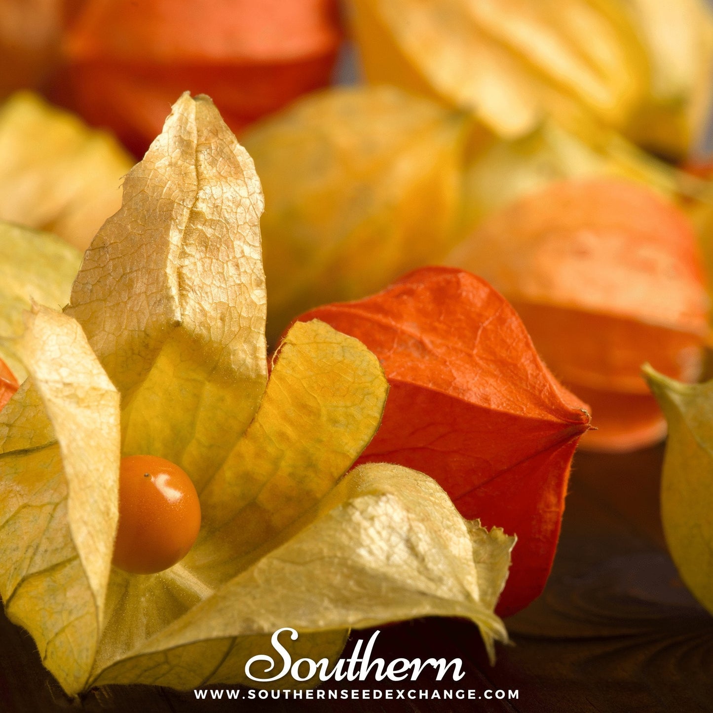 Husk Cherry Tomatillo ā 20 Seeds