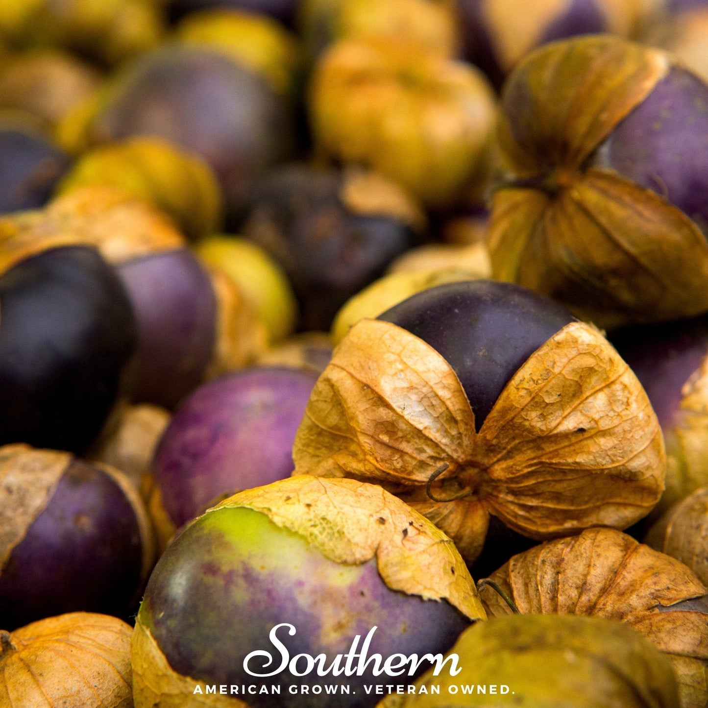 Purple Tomatillo ā 30 Seeds